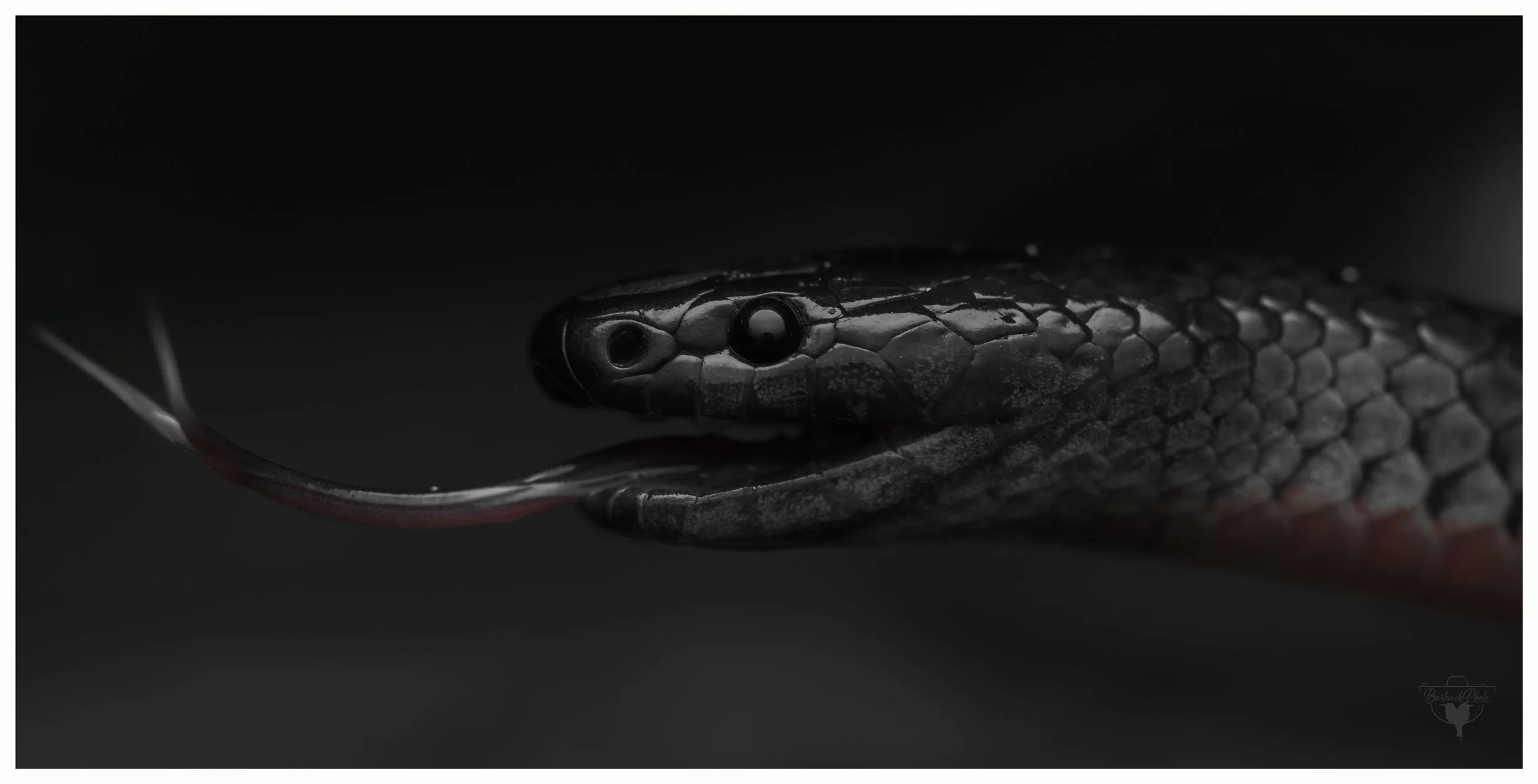 “When the darkness takes form and tastes the air.”
*Eastern Small-eyed Snake*
Cryptophis nigrescens