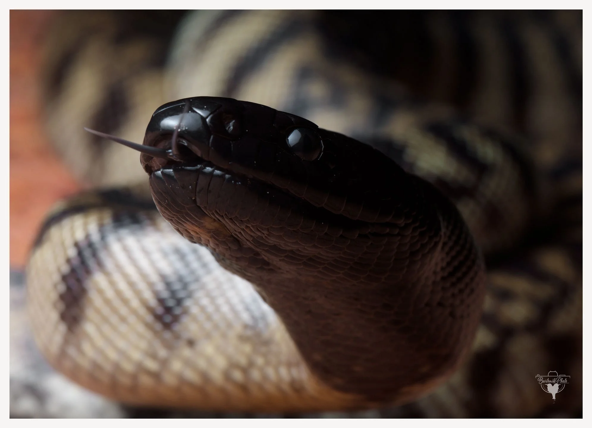 “Wears black to every occasion. Including dinner.”
*Black-headed Python*
Aspidites melanocephalus