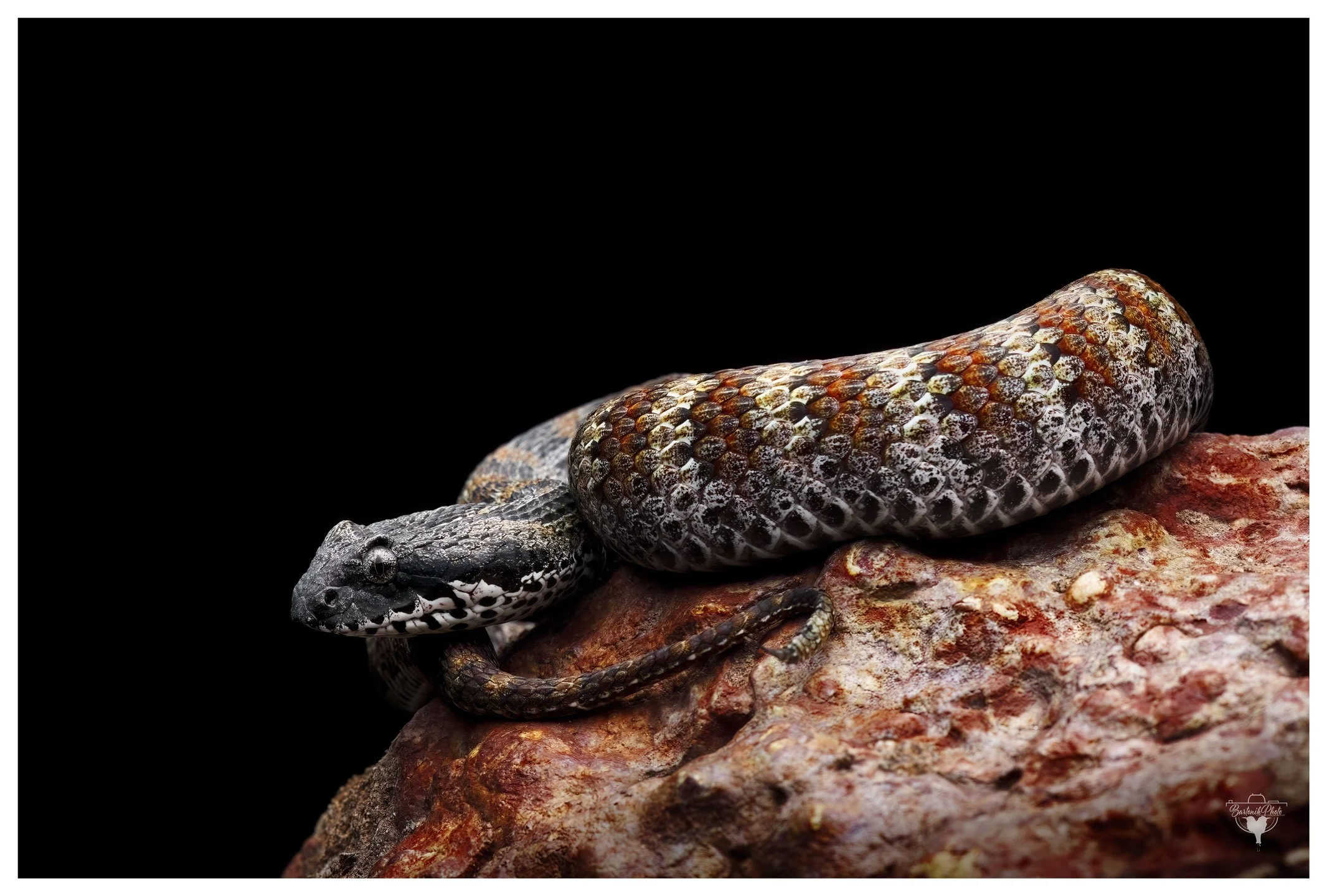 “Built like a stubby, bites like a legend — best admired from a respectful distance.”
*Northern Death Adder*
Acanthophis praelongus
