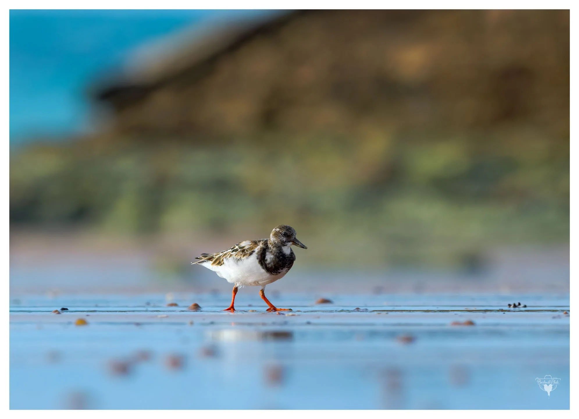 “Out for a stroll, sussin' the snacks.”
*Ruddy Turnstone*
Arenaria interpres