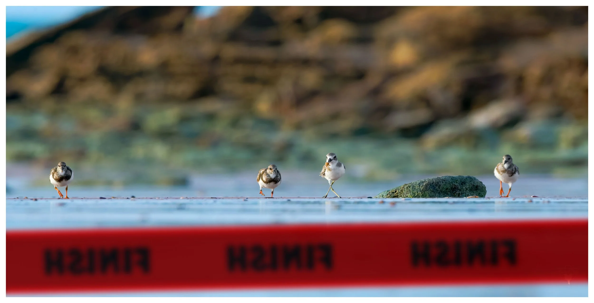 “And it’s neck and neck down the final stretch… but the crab leg might just clinch it!”
*3 Ruddy Turnstones, 1 Greater Sand Plover*
Arenaria interpres, Charadrius leschenaultii