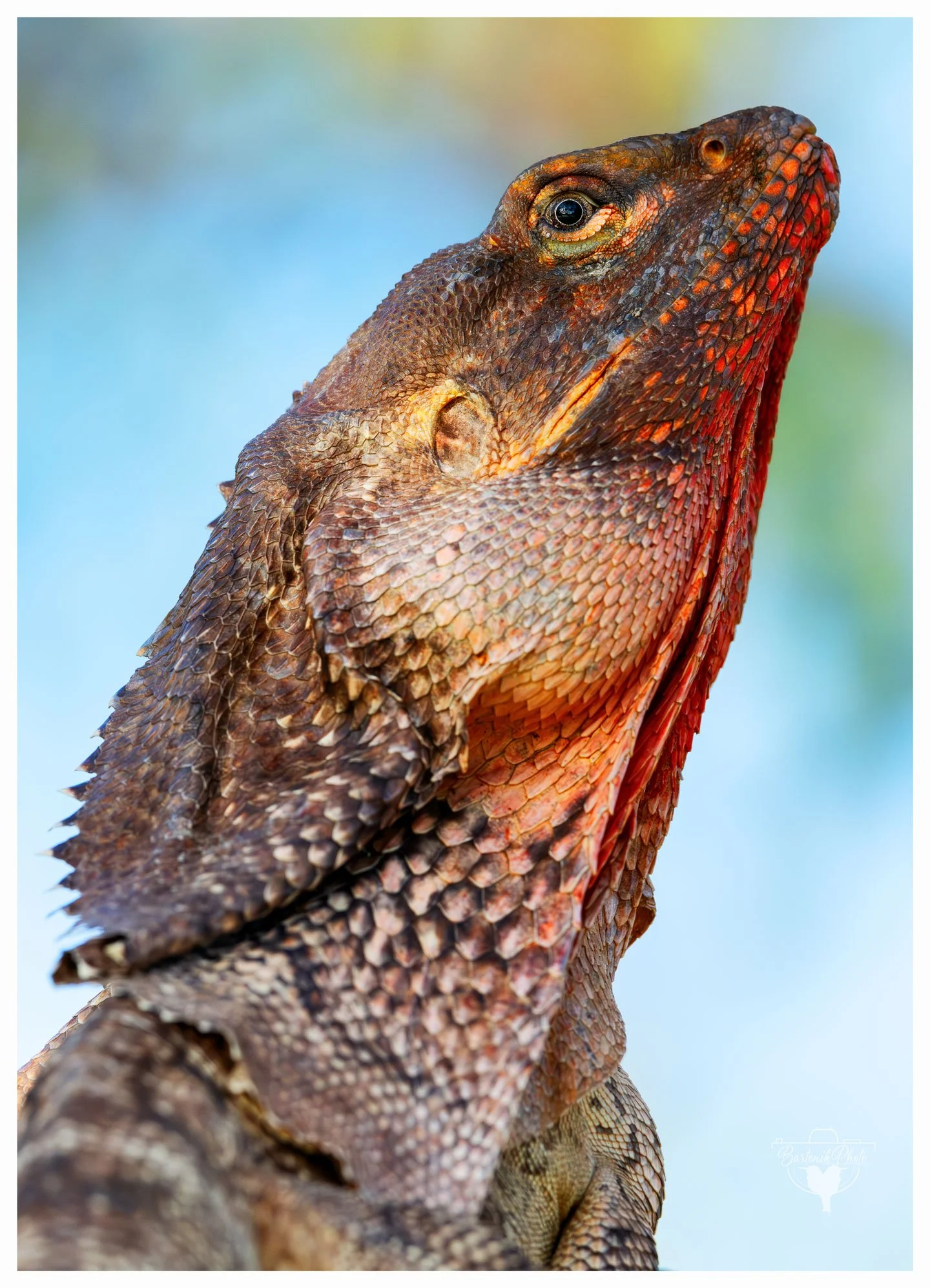 A striking close-up of the Frilled-neck Lizard (Chlamydosaurus kingii) in full regality — scales aglow in the outback sun, frill resting like a royal mantle. Native to northern Australia, this species is known for its iconic defensive display.