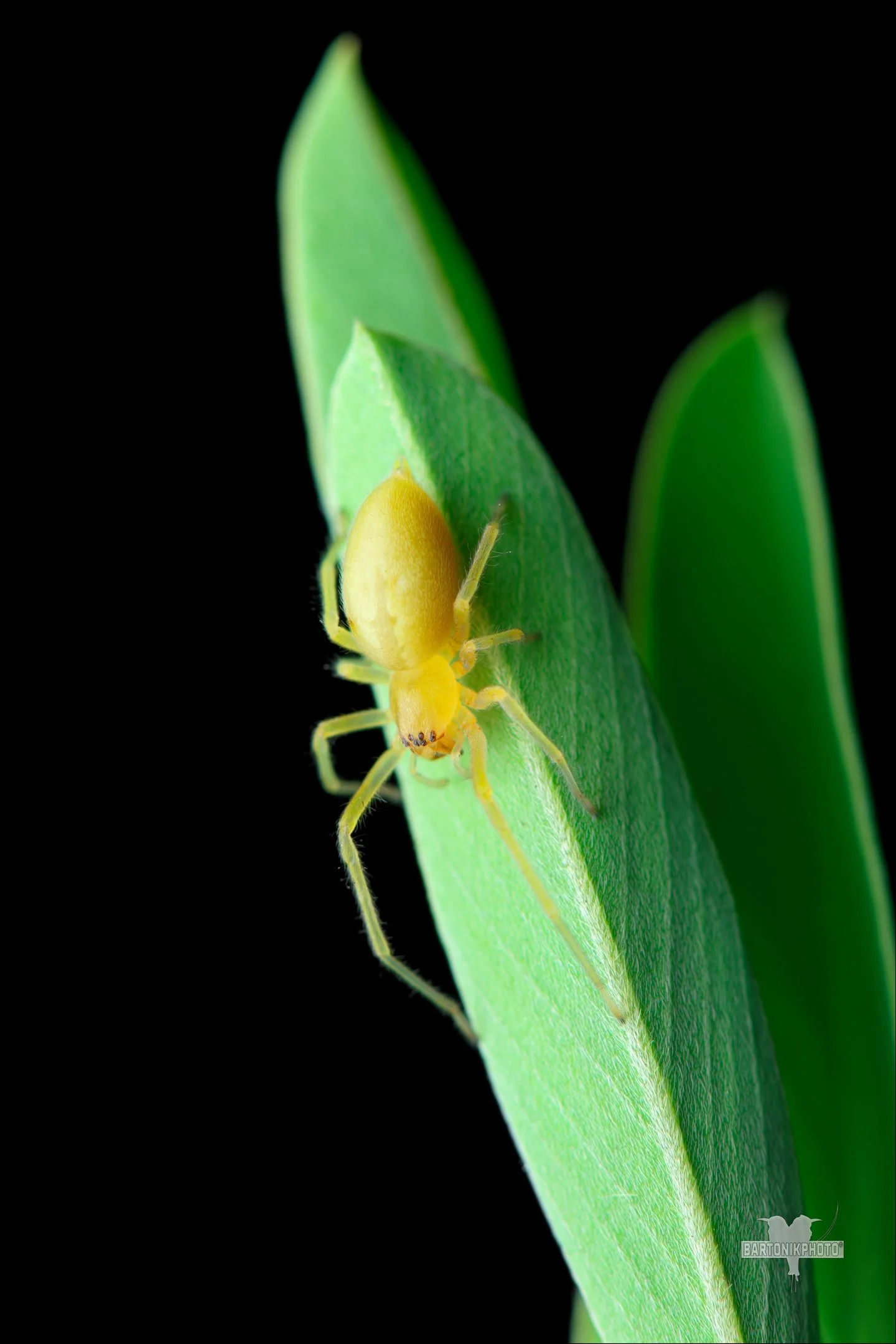 Eight Legs On A Leaf