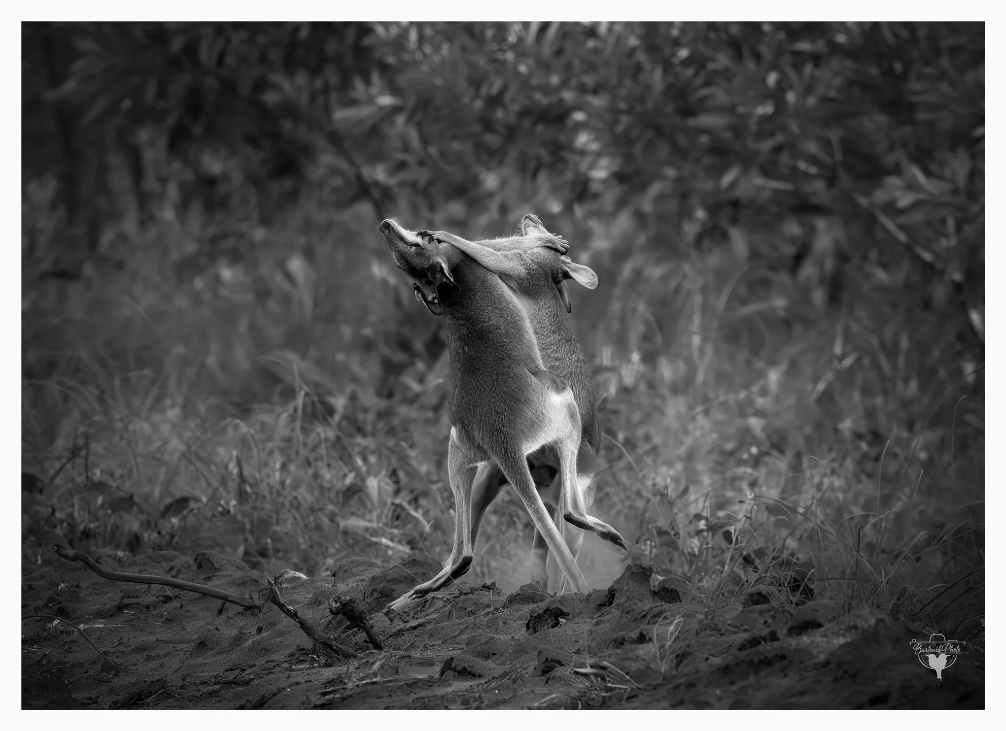 “Where Dust Meets Thunder”
*Agile Wallaby*
Notamacropus agilis