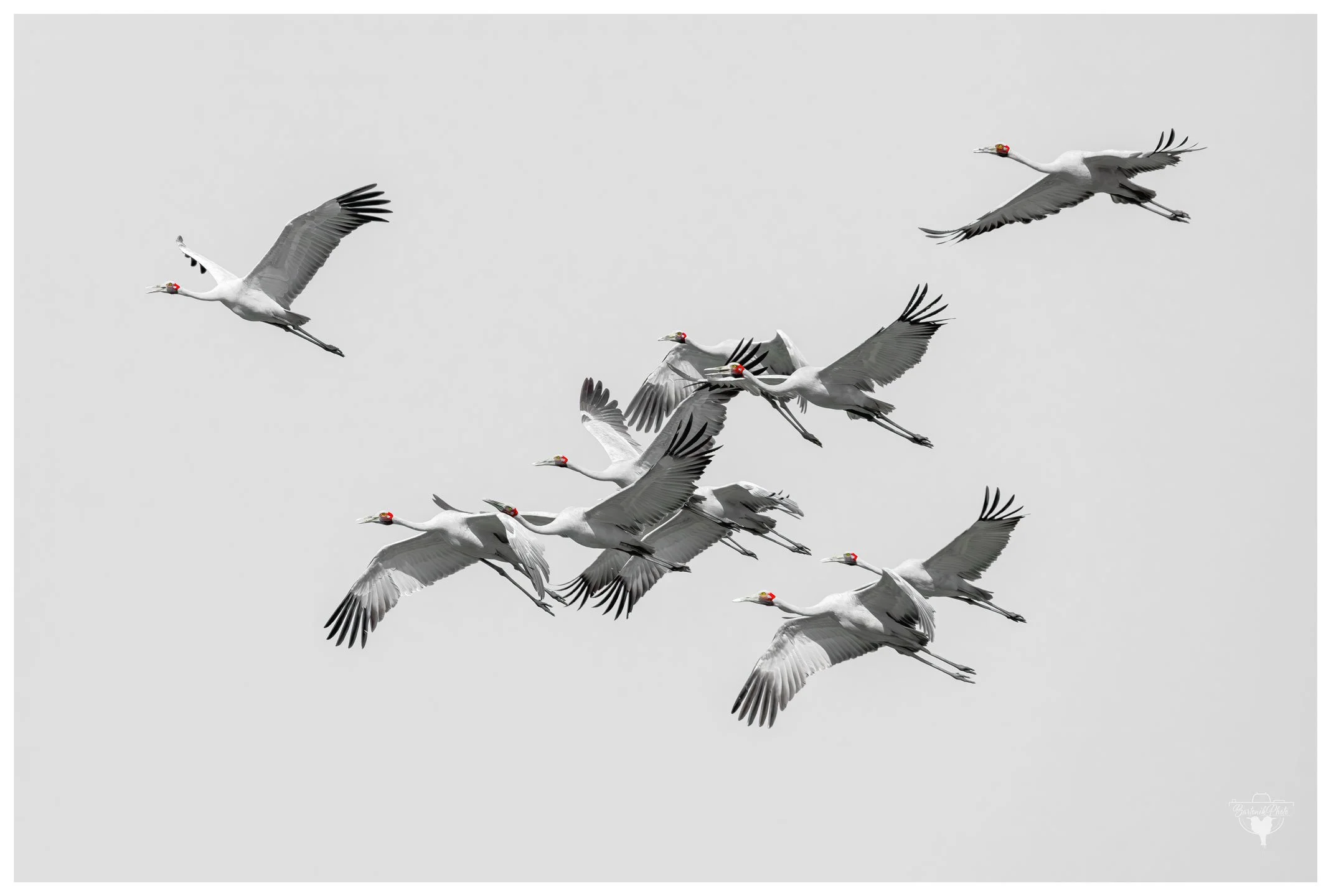 "When you and the squad are fashionably late, but still flying in style."
*Brolgas*
Antigone rubicunda