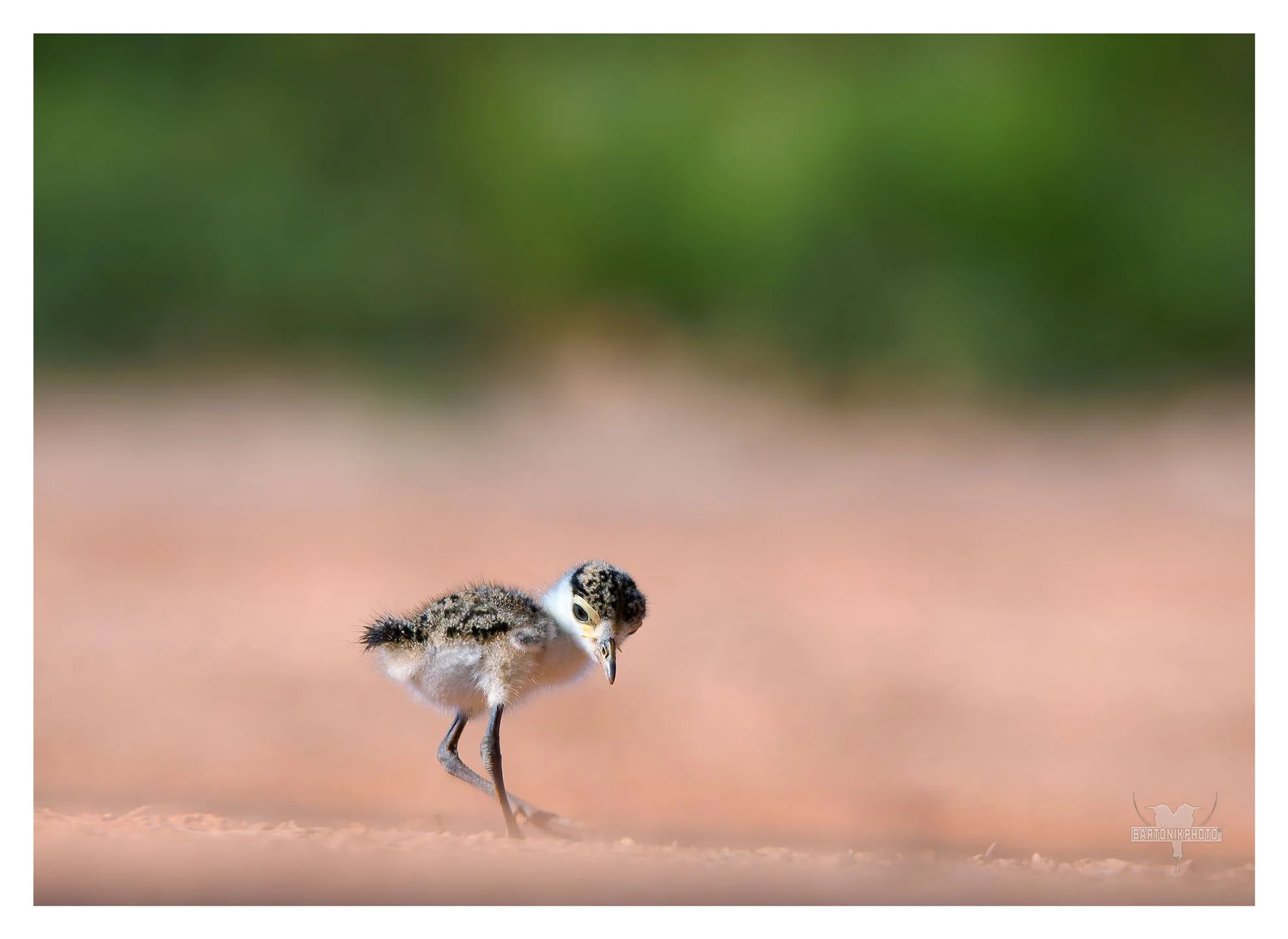 "Don't let the fuzz fool you — I've got parents that are legally licensed to swoop at anything that moves."
*Masked Lapwing chick*
Vanellus miles
