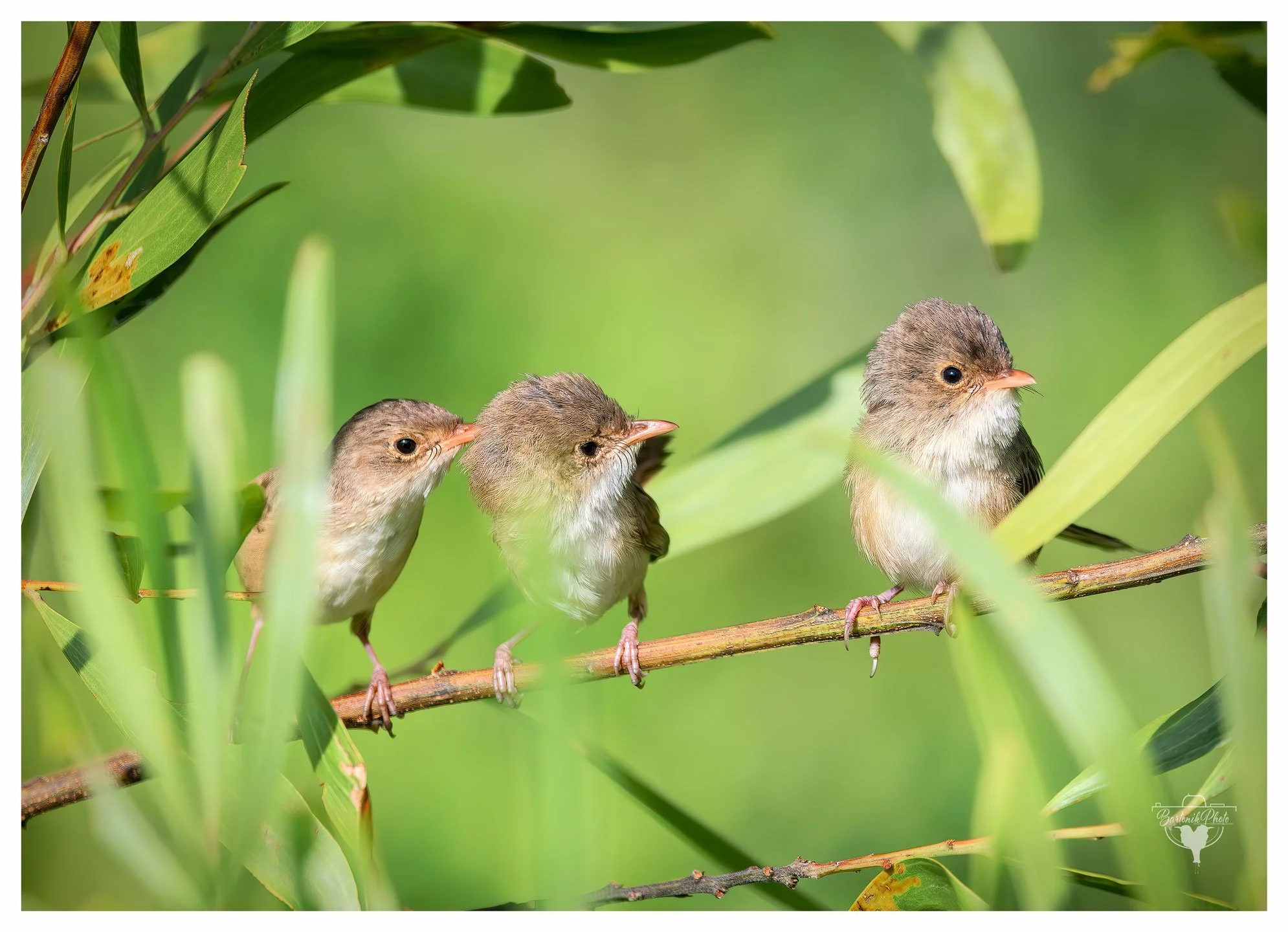These fluffy little troublemakers could be juvenile Superb Fairy-wrens (Malurus cyaneus) — probably just finished breakfast and now scheming whatever mischief comes next.