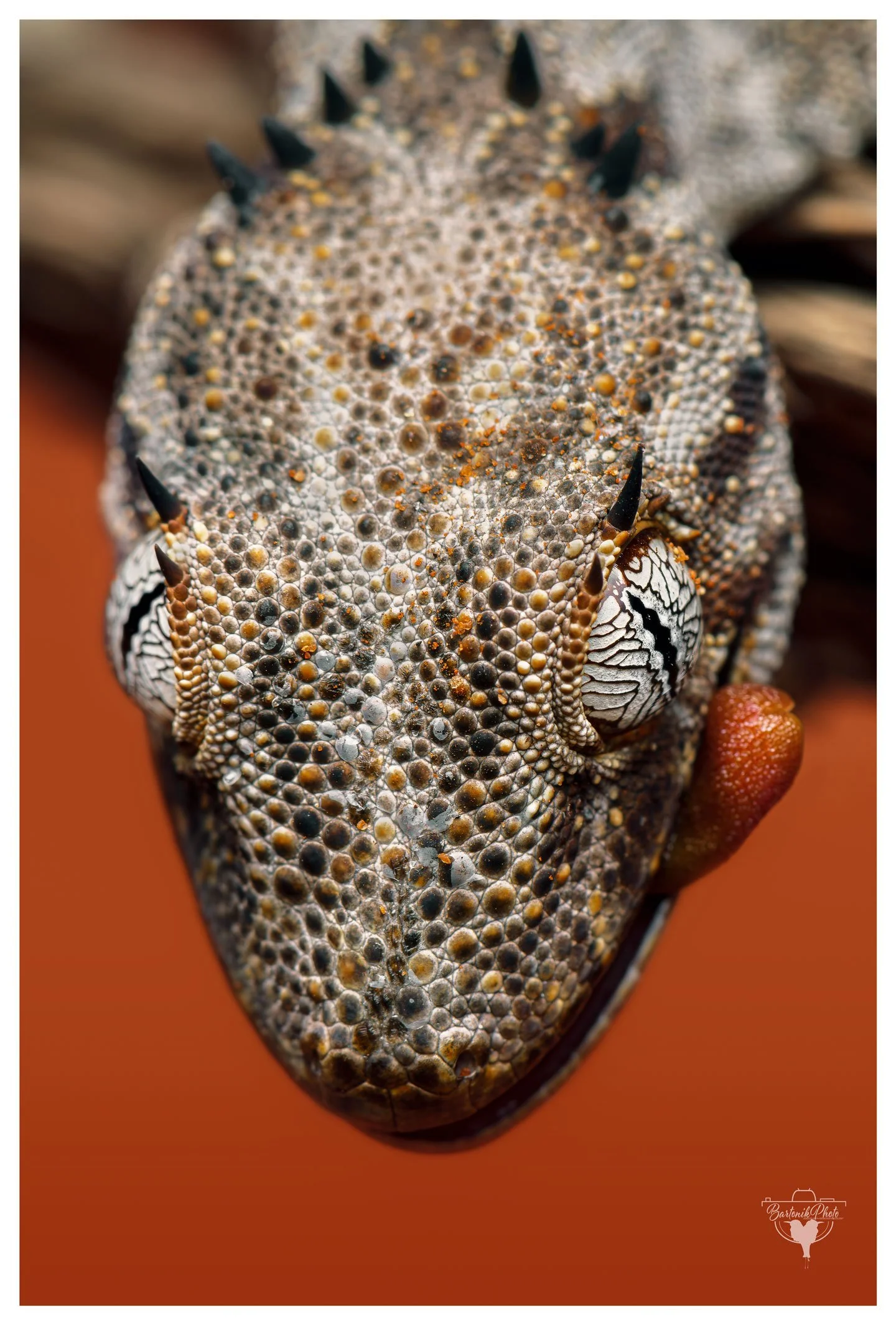 “When you're 10cm long but still convinced you're the boss of the outback.”
*Northern Spiny-tailed Gecko*
Strophurus ciliaris