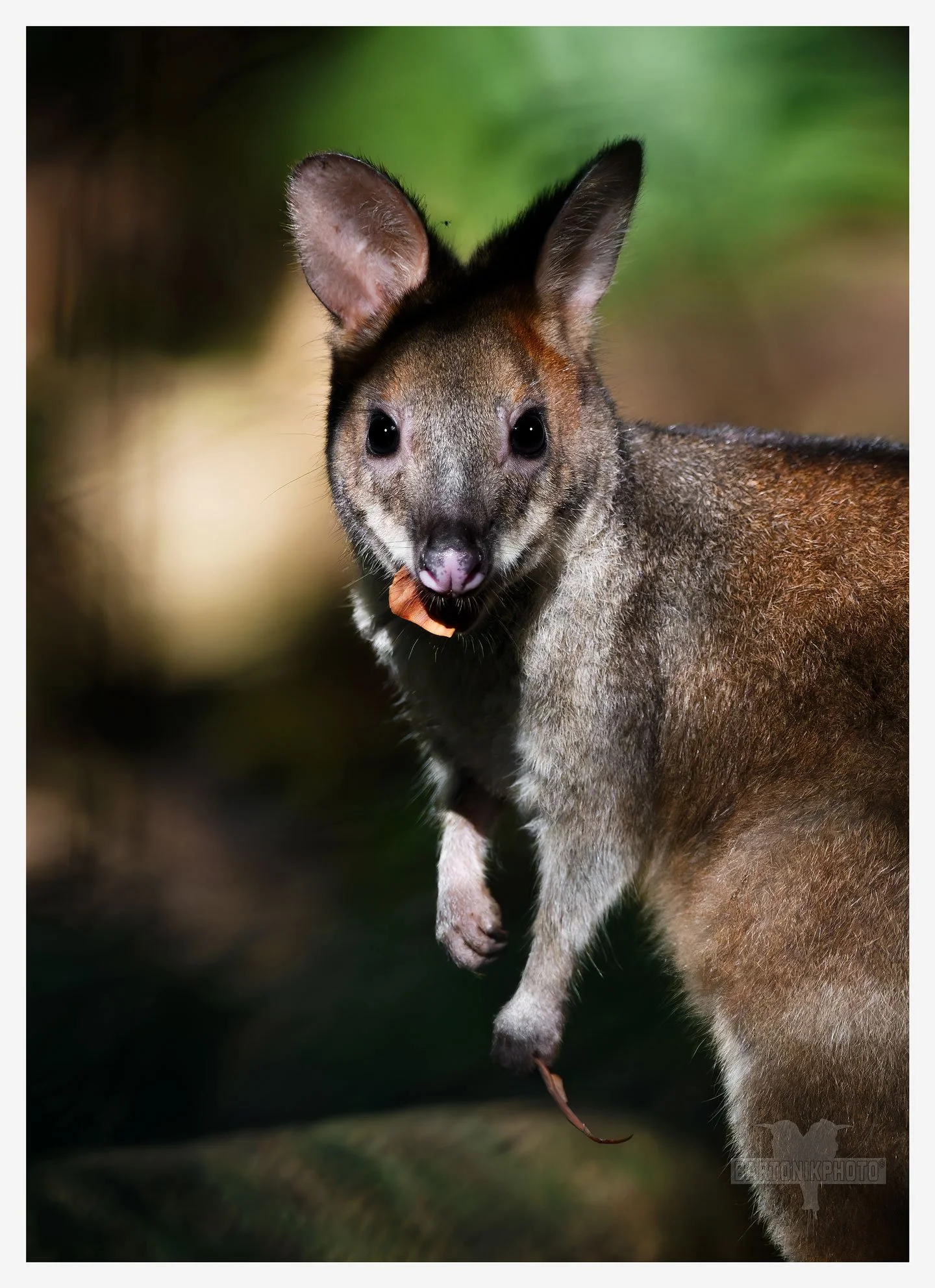 “Curiosity: level marsupial.”
*Red-legged Pademelon*
Thylogale stigmatica