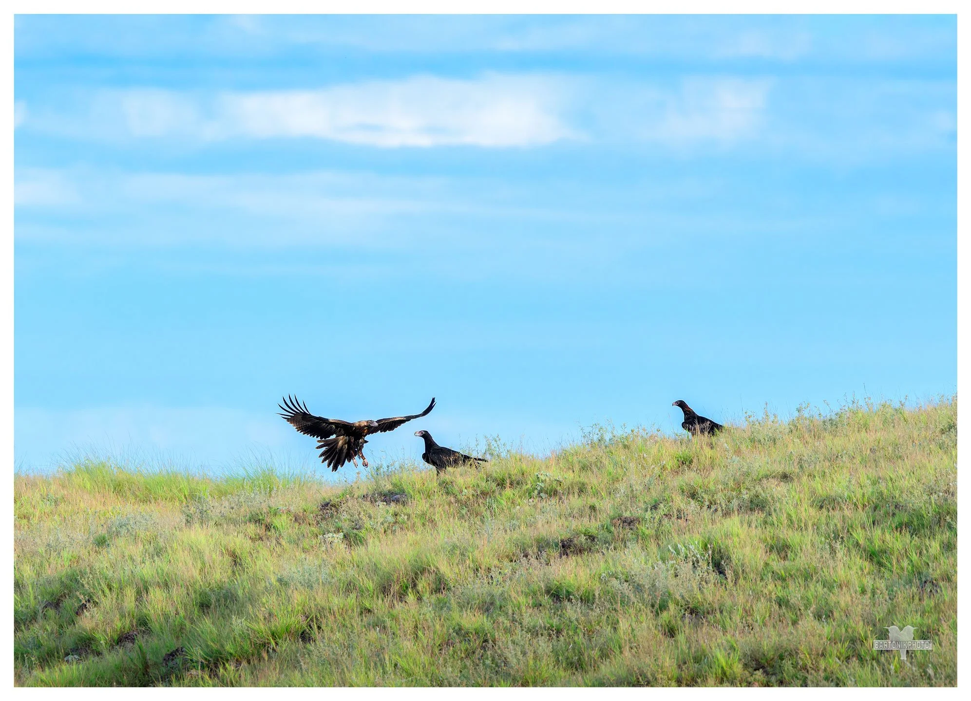"Family gathering."
*Wedge-tailed Eagle*
Aquila audax