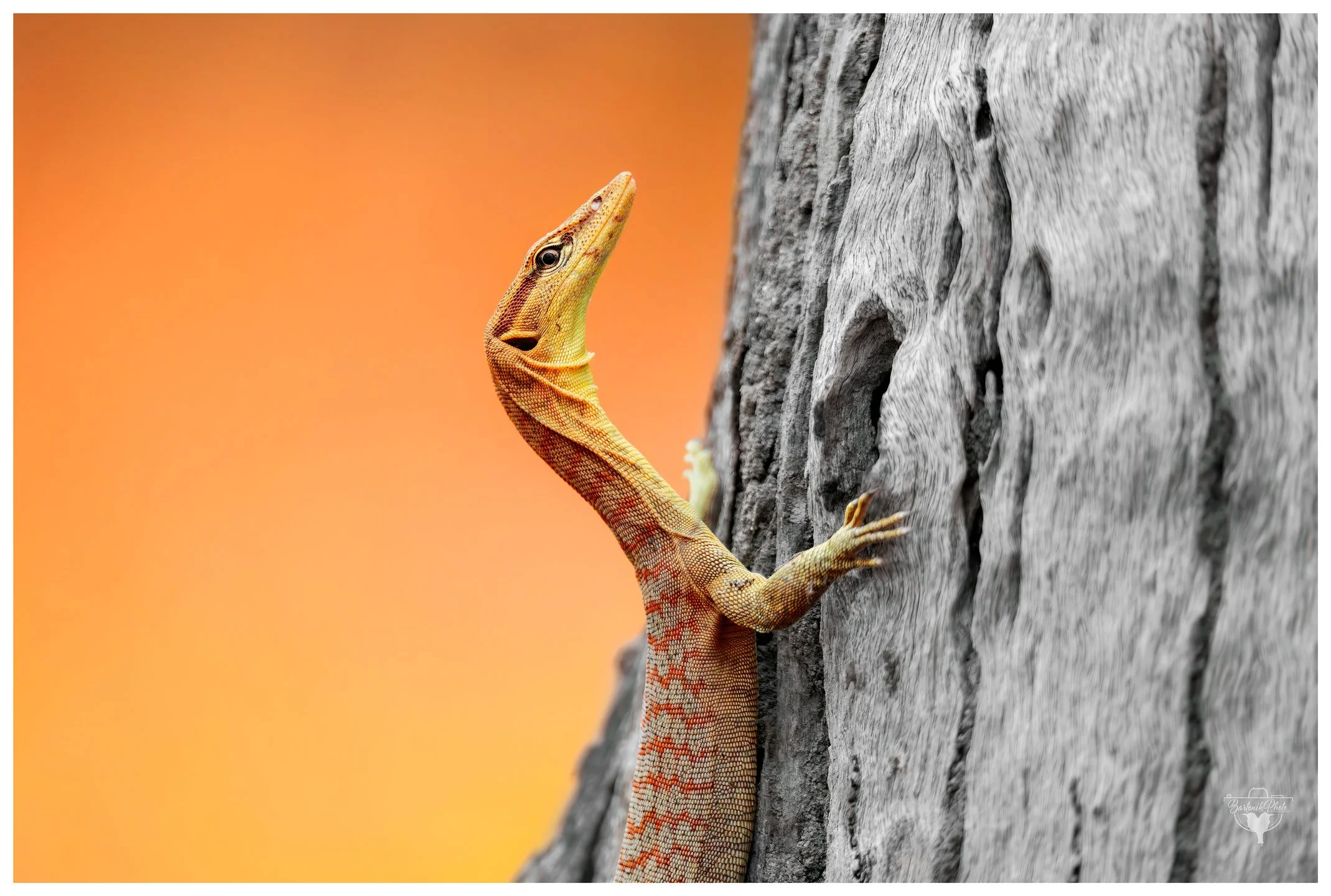 “Half art, half attitude. This monitor knows how to pose.”
*Black-headed Monitor*
Varanus tristis