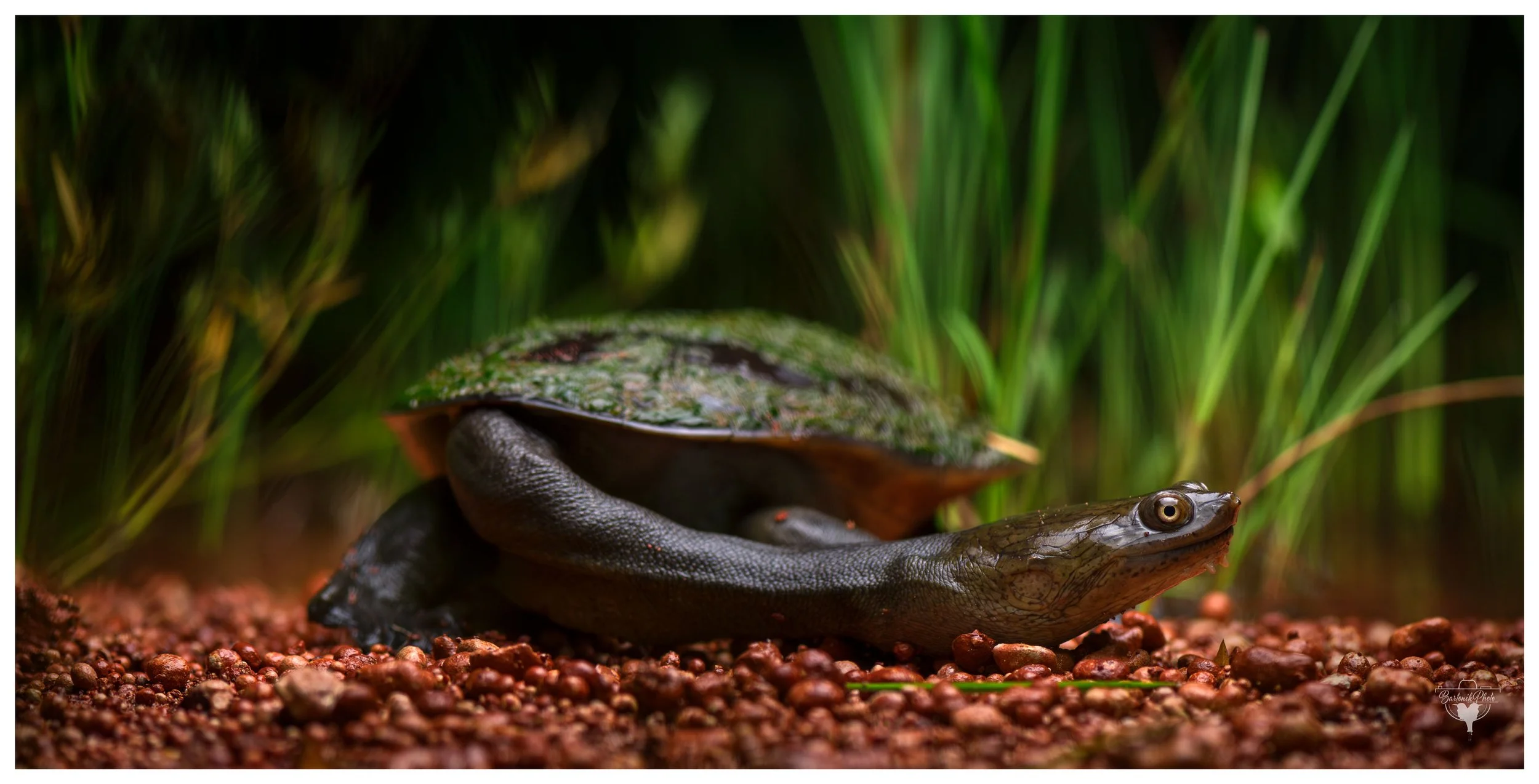“Long neck, cool head — and carrying a piece of the wetland on its back.”
*Northern Snake-necked Turtle*
Chelodina rugosa