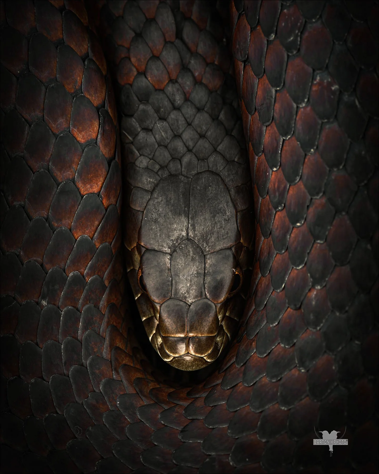 Wildlife Portraits