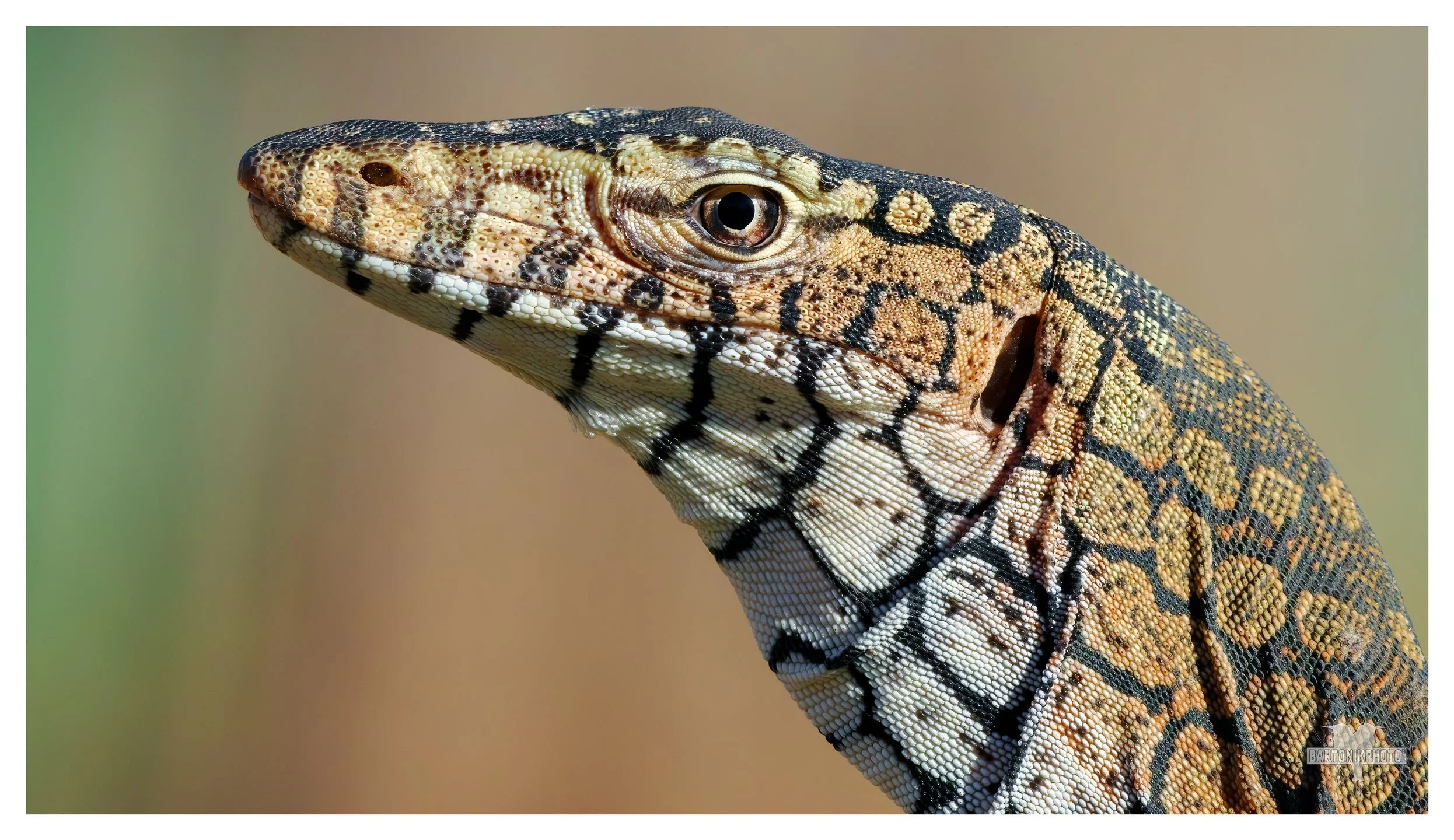 “If this is the baby version, wait ‘til you meet mum.”
Young Perentie (Varanus giganteus) — Australia’s largest monitor lizard, already showing the bold ocelli and throat barring typical of a juvenile destined for dominance