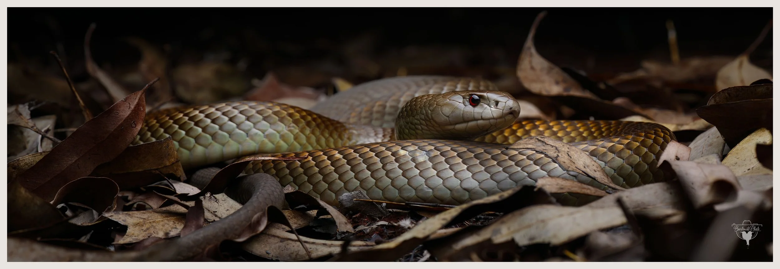 "Camouflaged elegance, with venom to spare."
*Mulga Snake*
Pseudechis australis