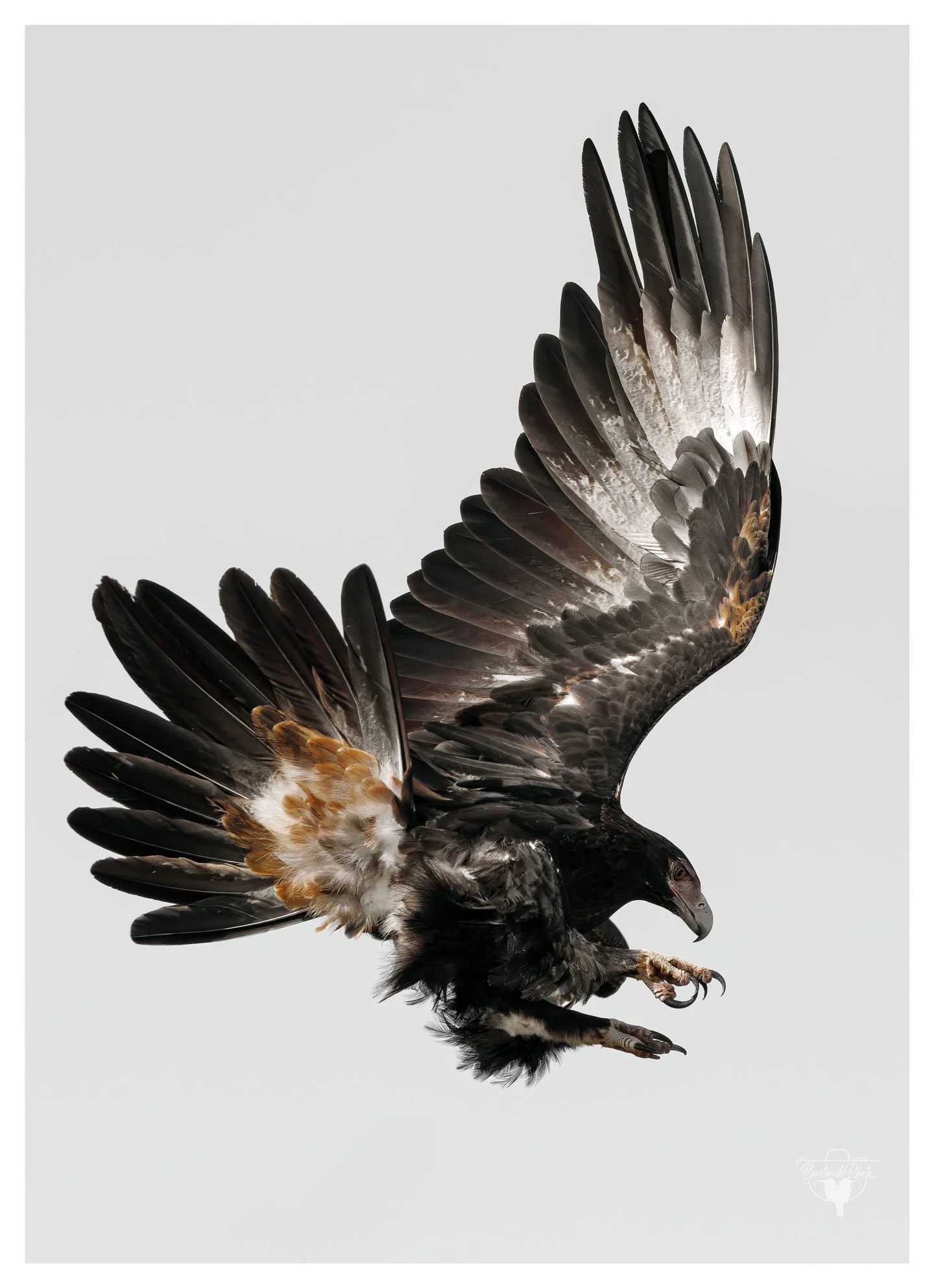 “High above the ranges, where silence rules and shadows fly — the eagle carves its story in the sky.”
*Wedge-tailed Eagle*
Aquila audax