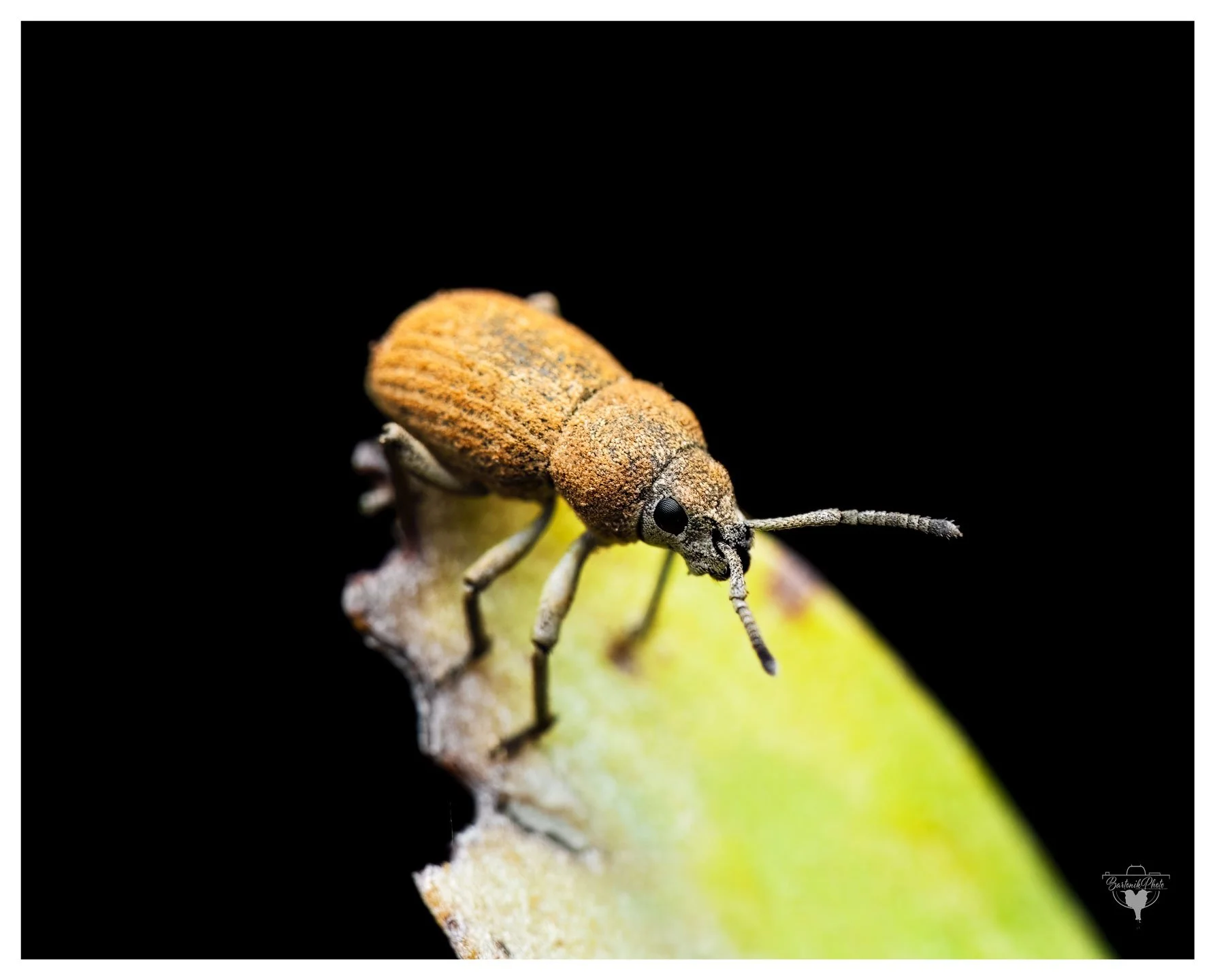 "Leaf it to me!"
*Beetle (possibly a type of weevil)*