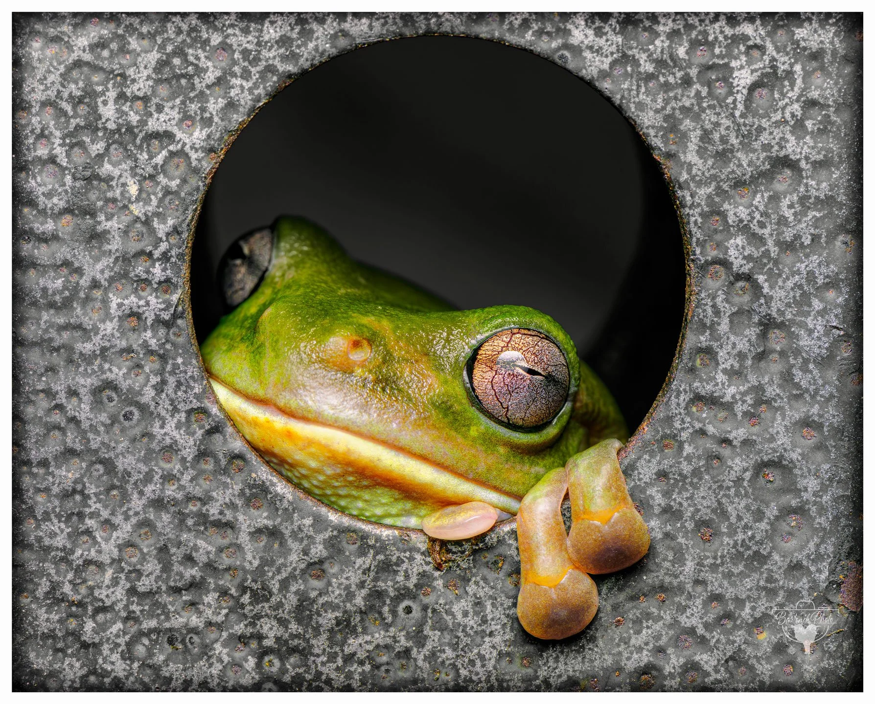 “Current status: emotionally unavailable and physically in a hole.”
*Australian Green Tree Frog*
Litoria caerulea