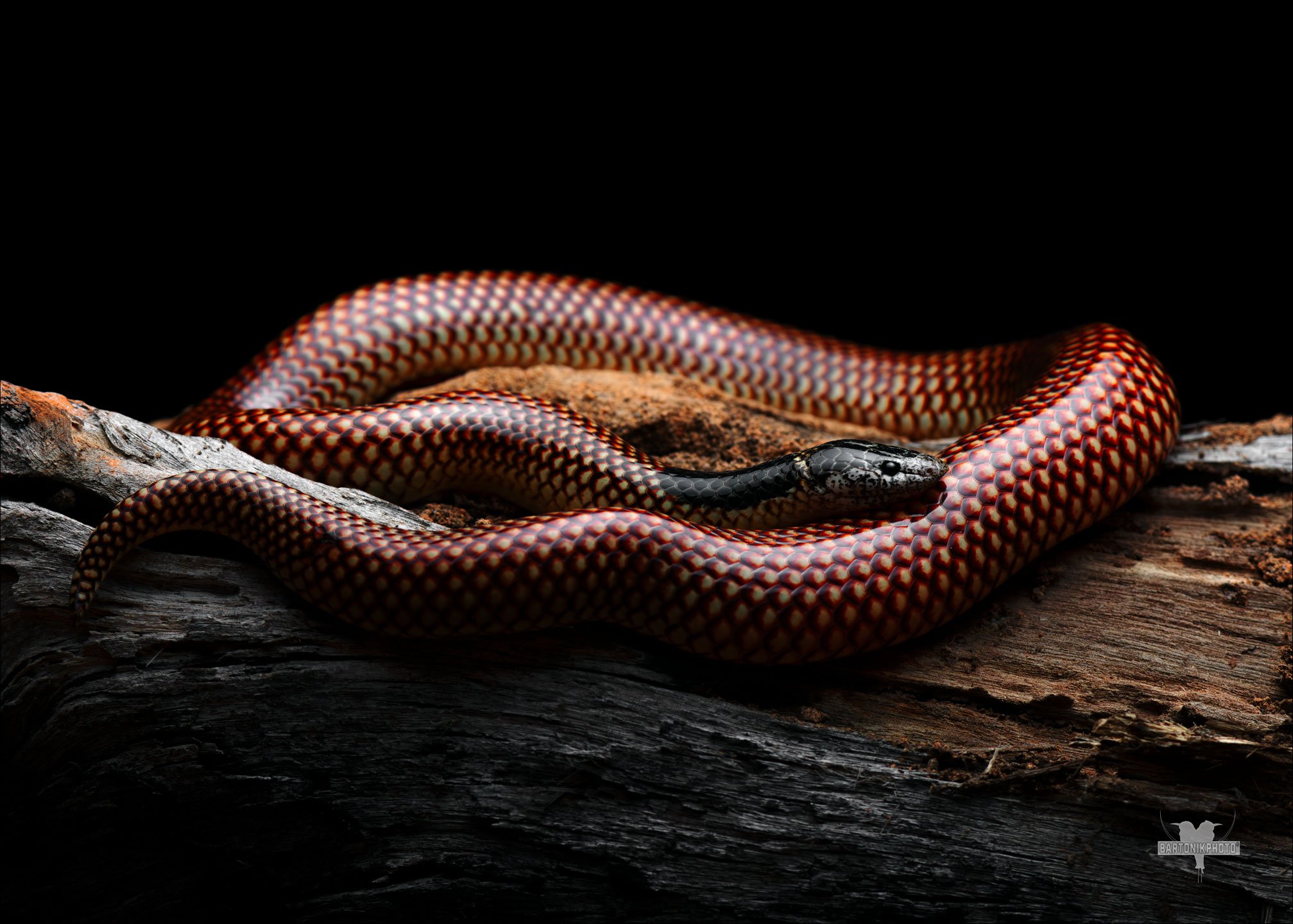 Robust Burrowing Snake