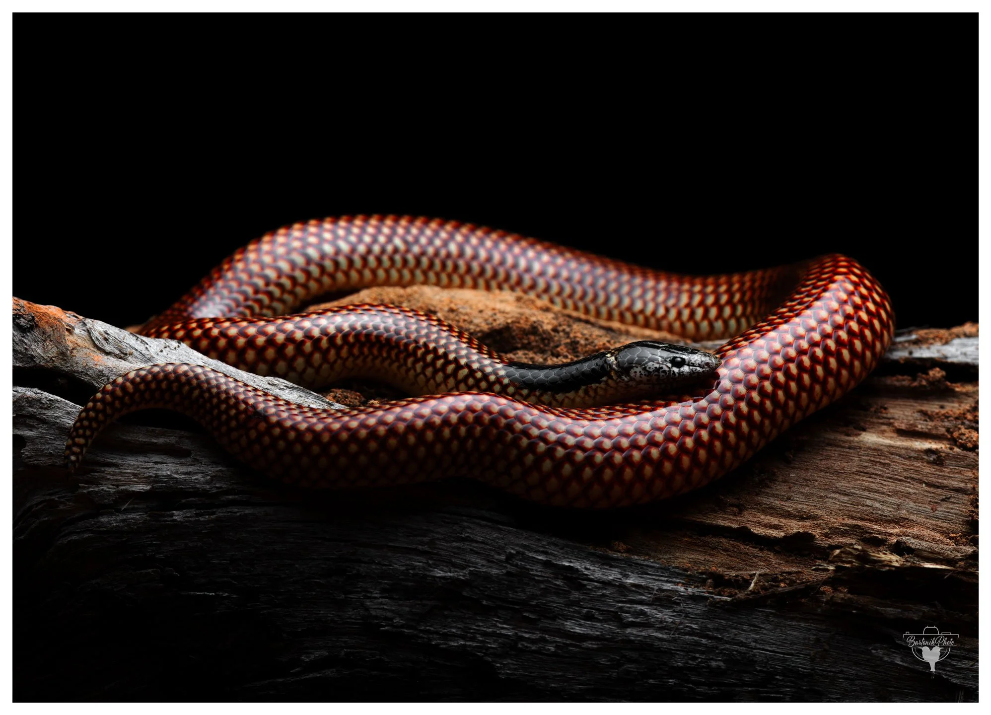 “Fire-hued scales and jet-black shadows, captured in a breathless moment of calm..”
*Robust Burrowing Snake*
Antaioserpens albiceps