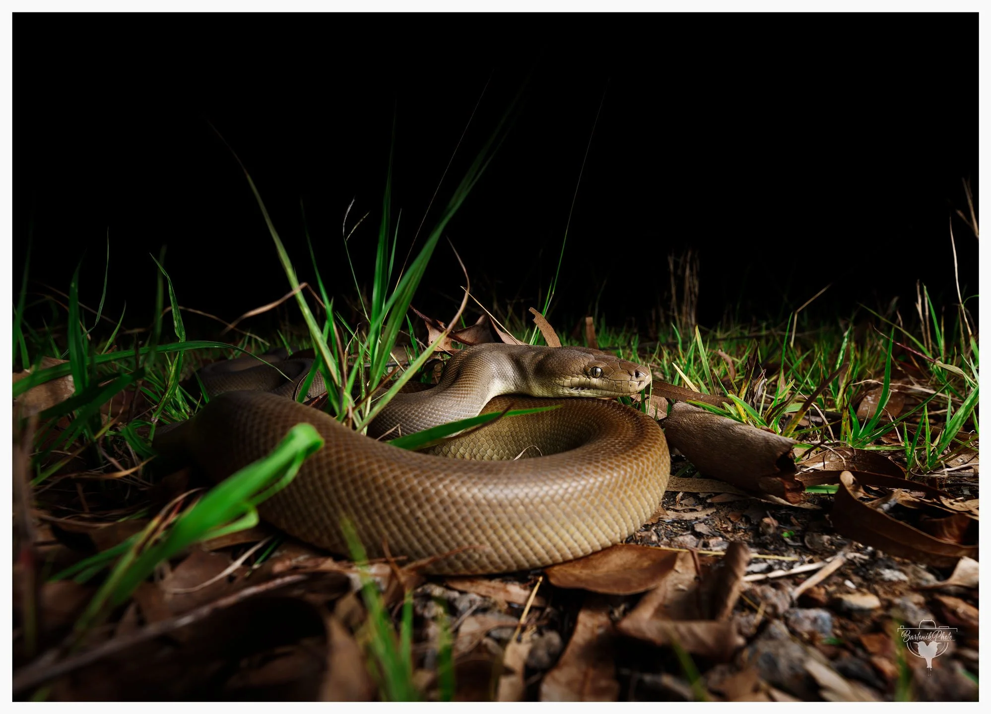 "Coiled gently among leaves, the python becomes part of the forest’s slow breath.."
*Olive Python*
Liasis olivaceus
