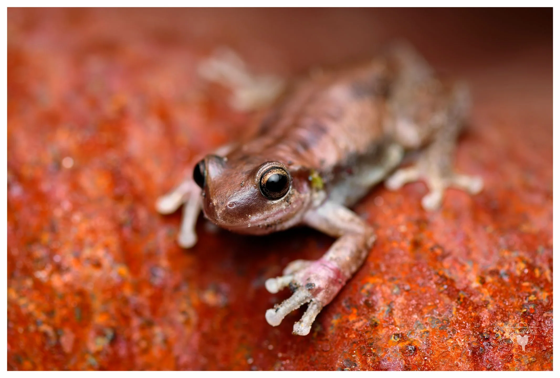 “I told you three times already—I am the best looking frog out here!"