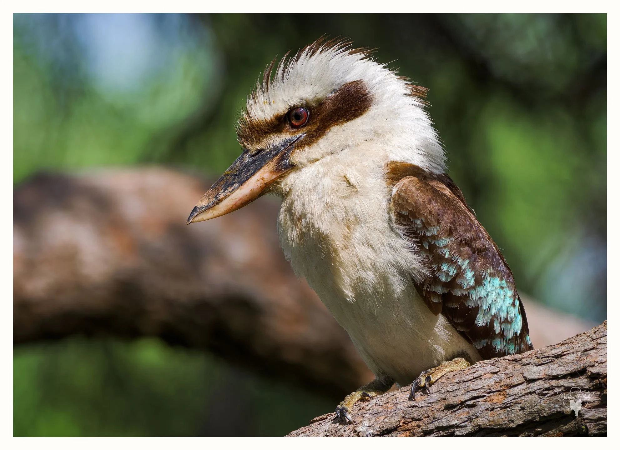 "Sits on a branch where the gum leaves sway,
Laughs at the dawn, then flies away."
*Laughing Kookaburra*
Dacelo novaeguineae
