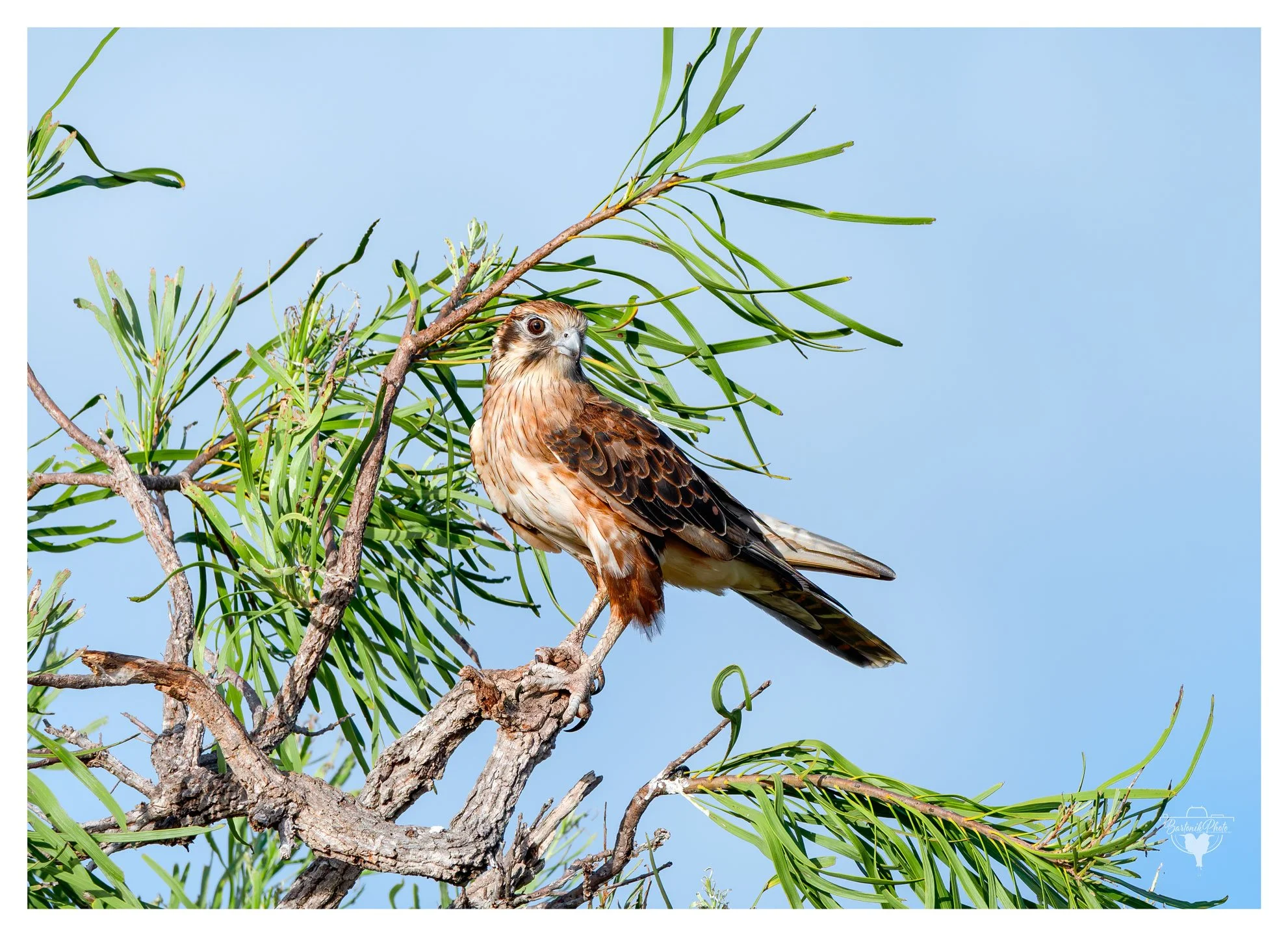 “Somewhere in breeze, the hunter waits.”
*Brown Falcon*
Falco berigora