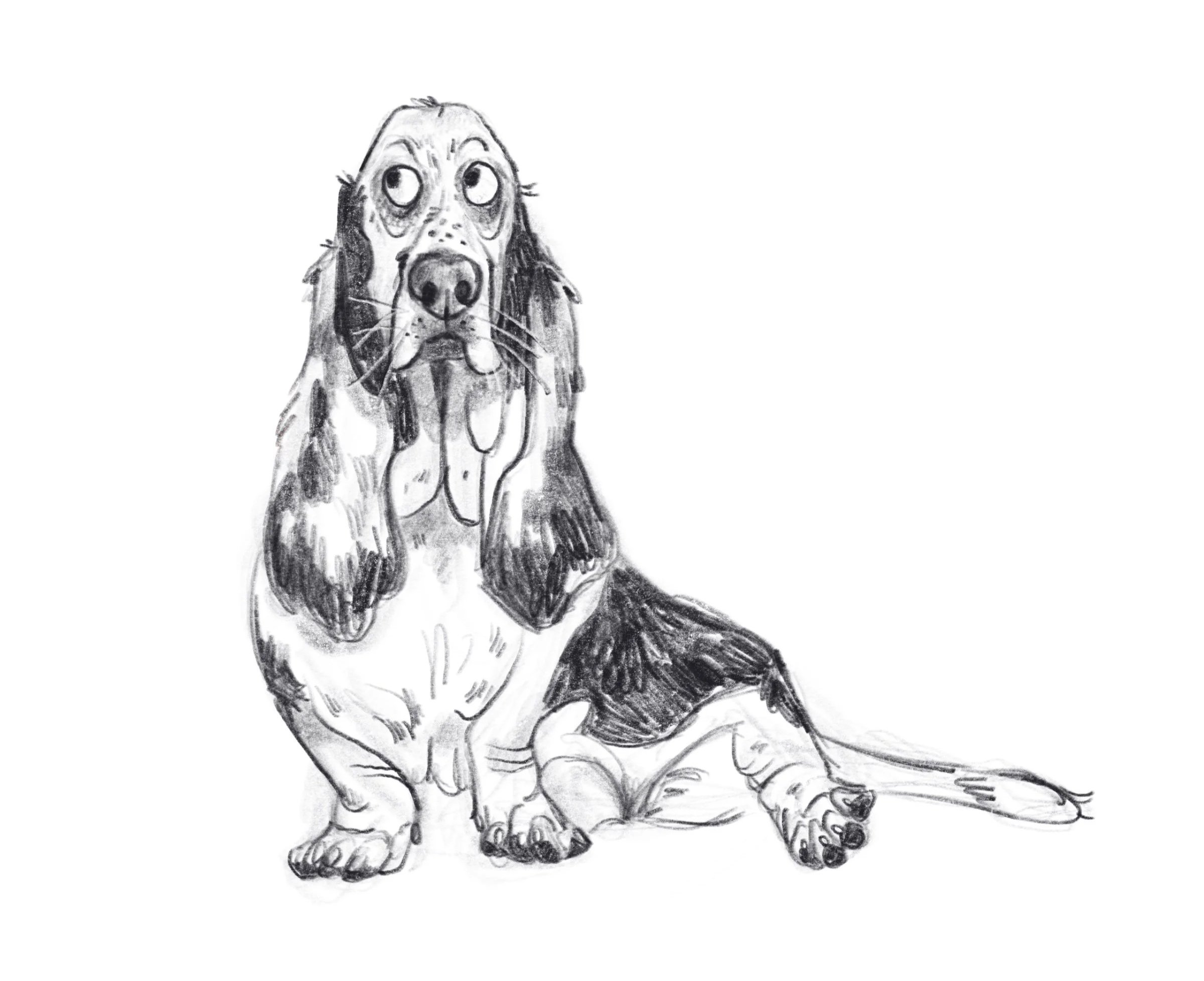 black+and+white+basset+hound+illustration.jpg