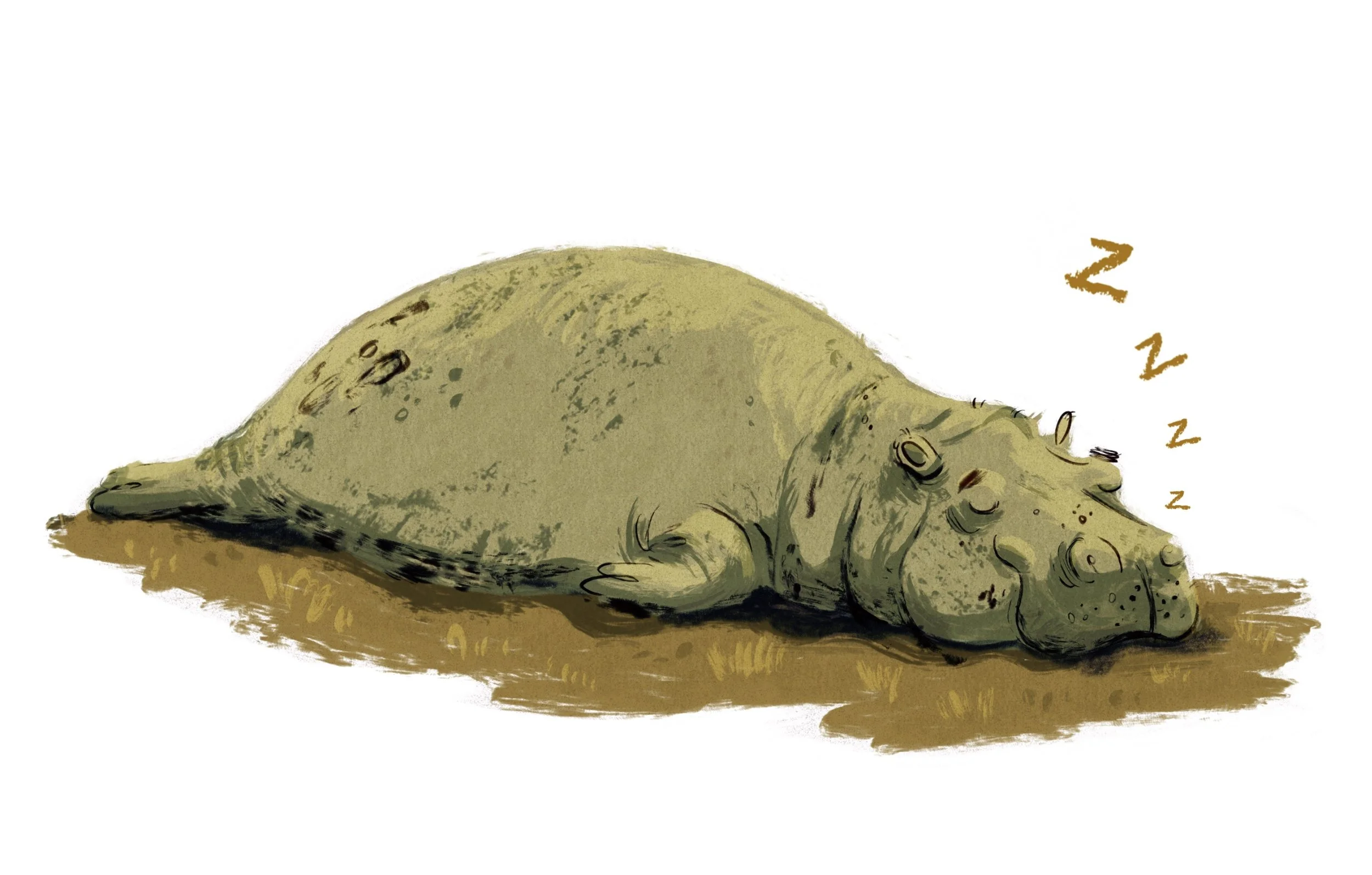 Illustration of a hippopotamus sleeping on green grass with Zs indicating snoring.