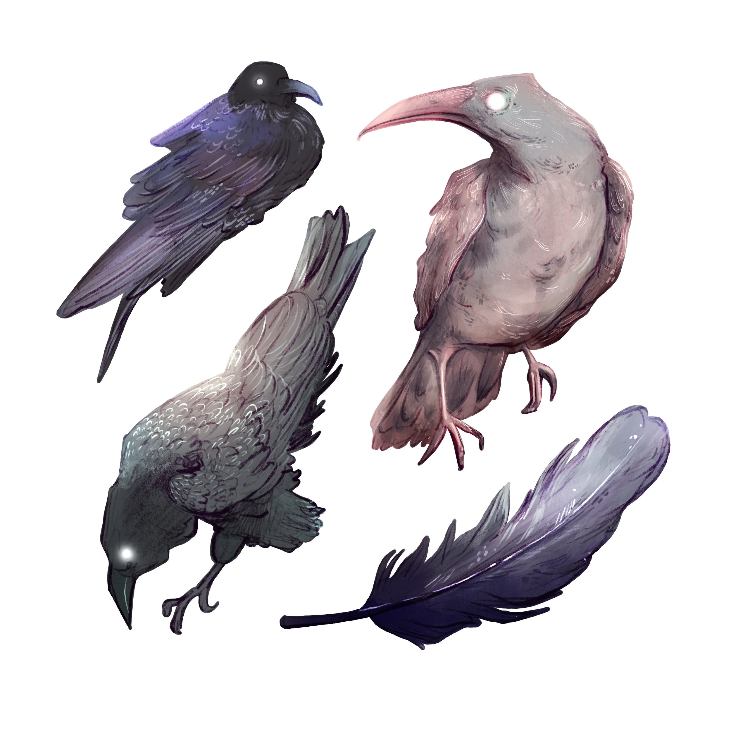 Illustration of three corvid birds and a feather, on a white background. 
