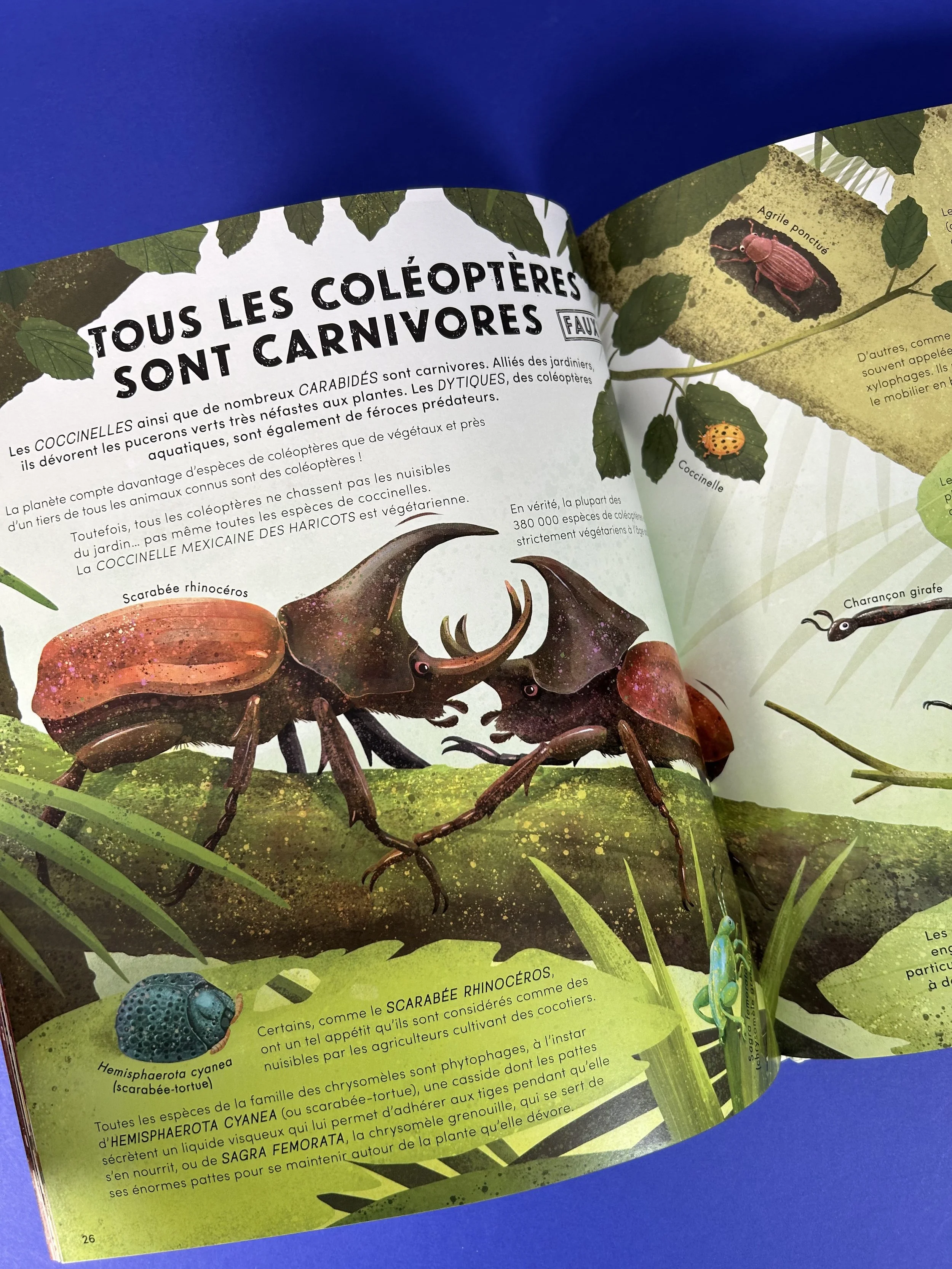 Replay kids_livre_tout savoir sur les petites bêtes_5.jpeg