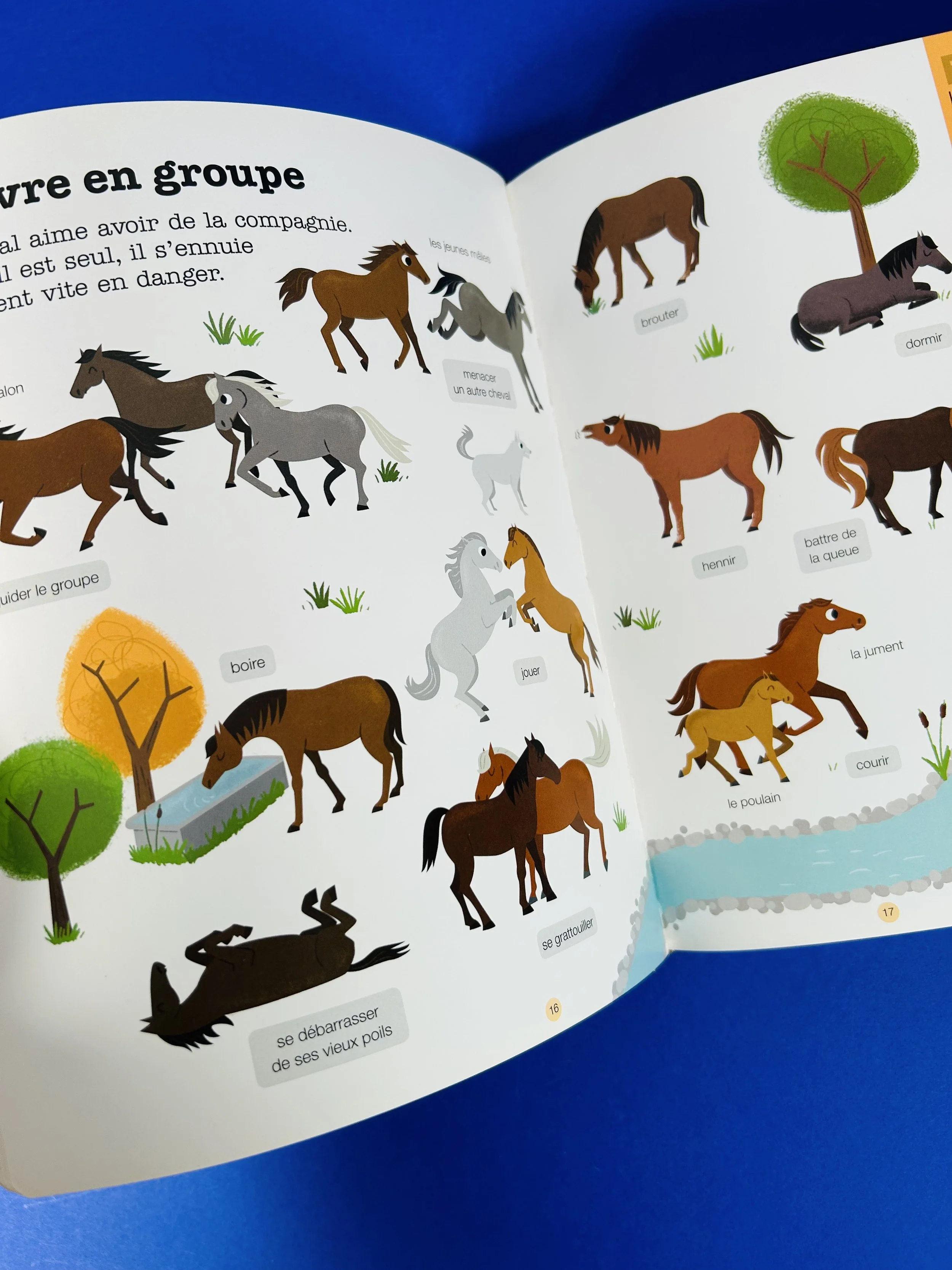 Replay kids_livre_poney et chevaux_8.jpeg