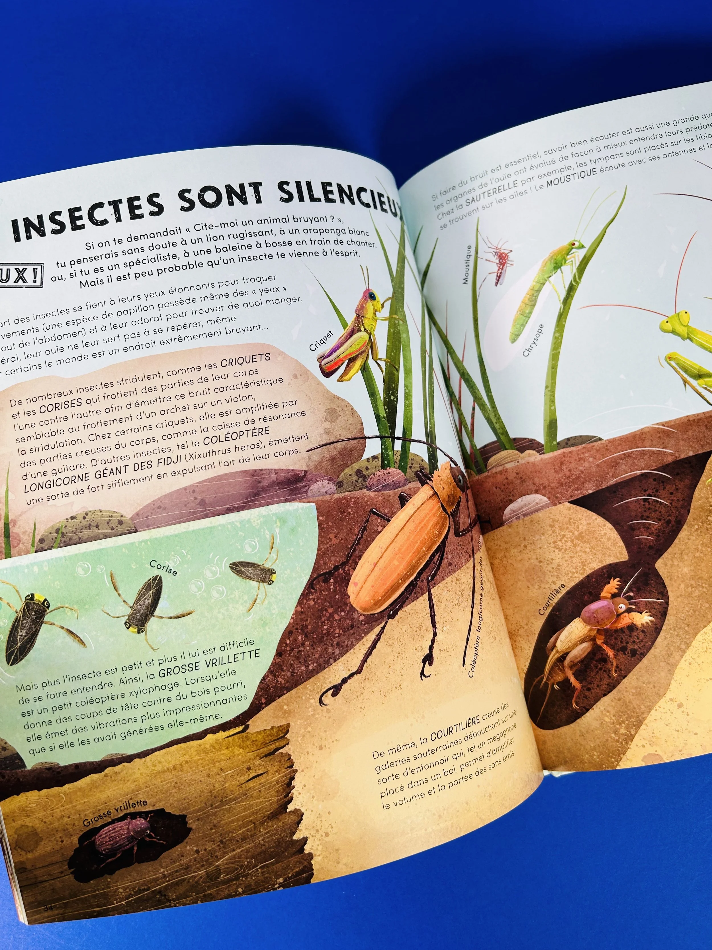 Replay kids_livre_tout savoir sur les petites bêtes_4.jpeg