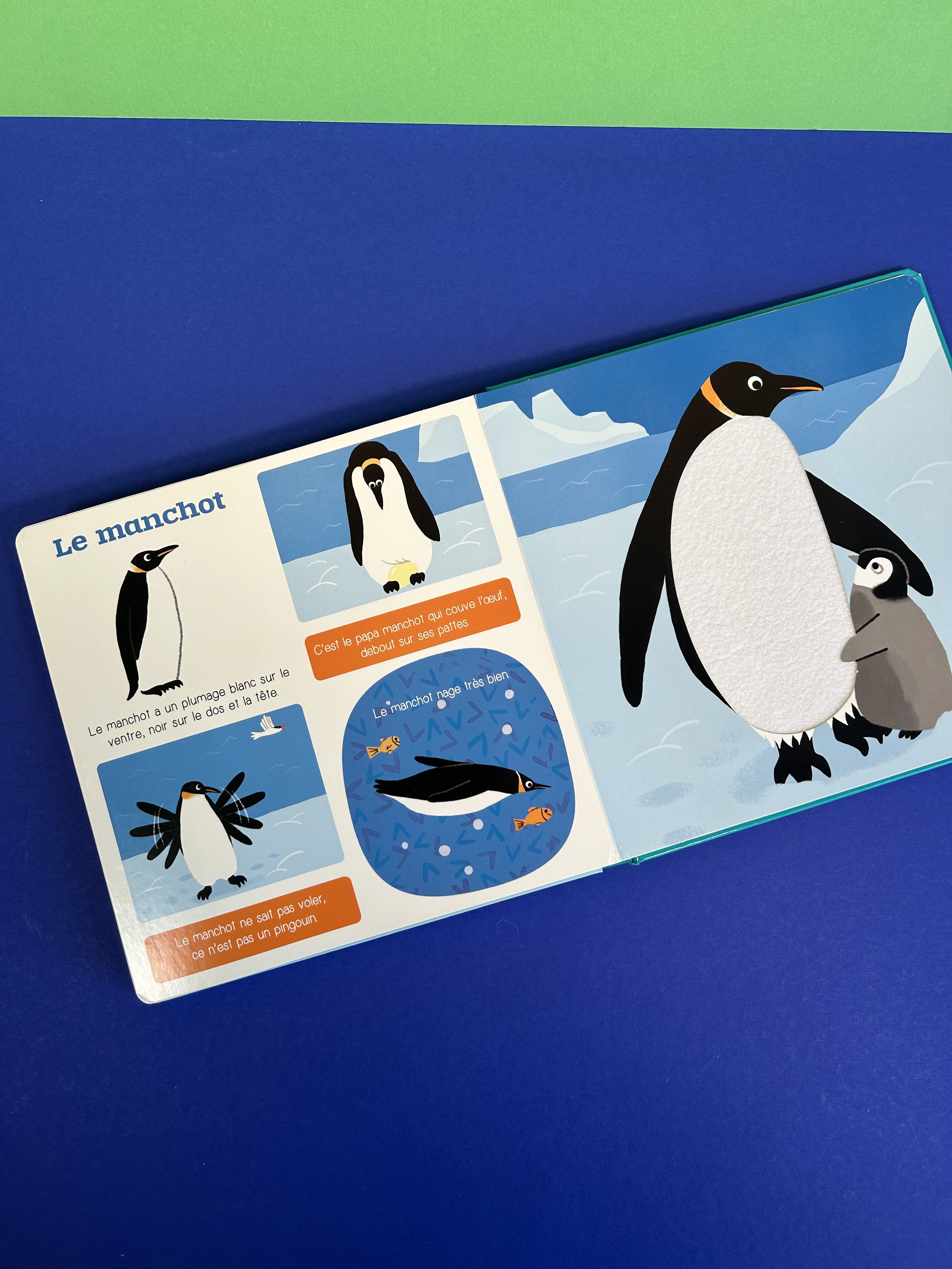 Replay kids_livre_les animaux du froid_4.jpeg