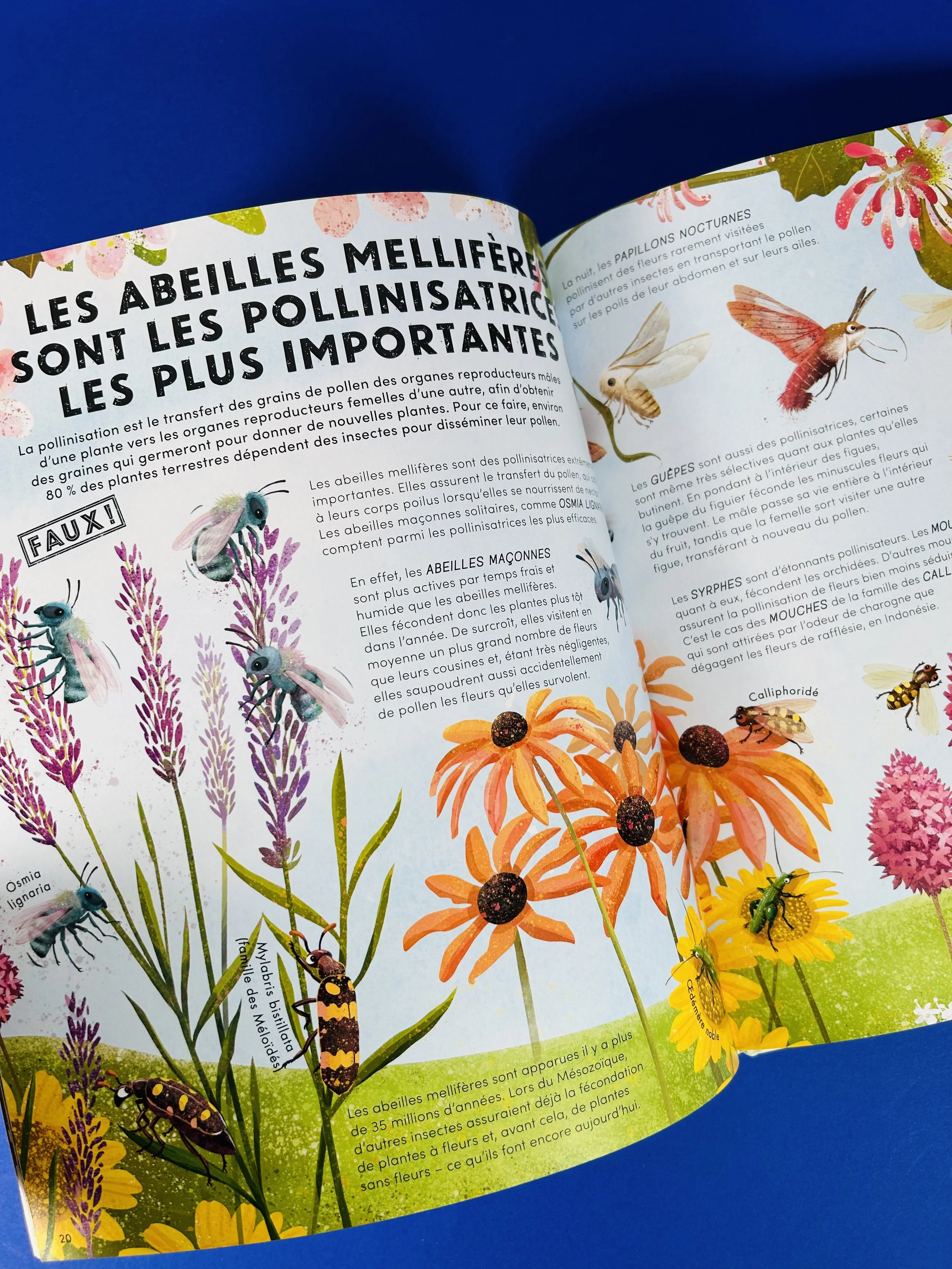 Replay kids_livre_tout savoir sur les petites bêtes_6.jpeg