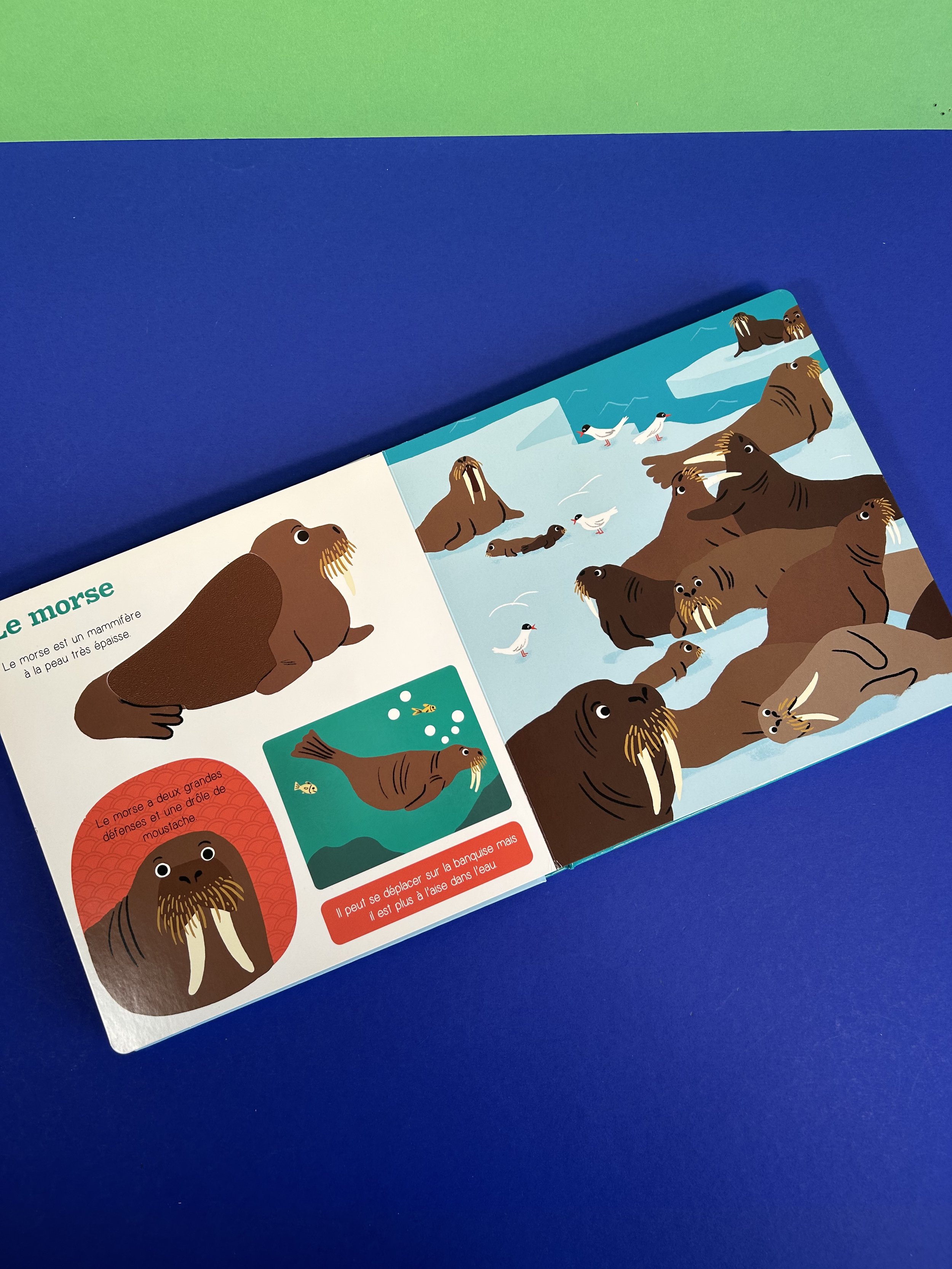 Replay kids_livre_les animaux du froid_3.jpeg