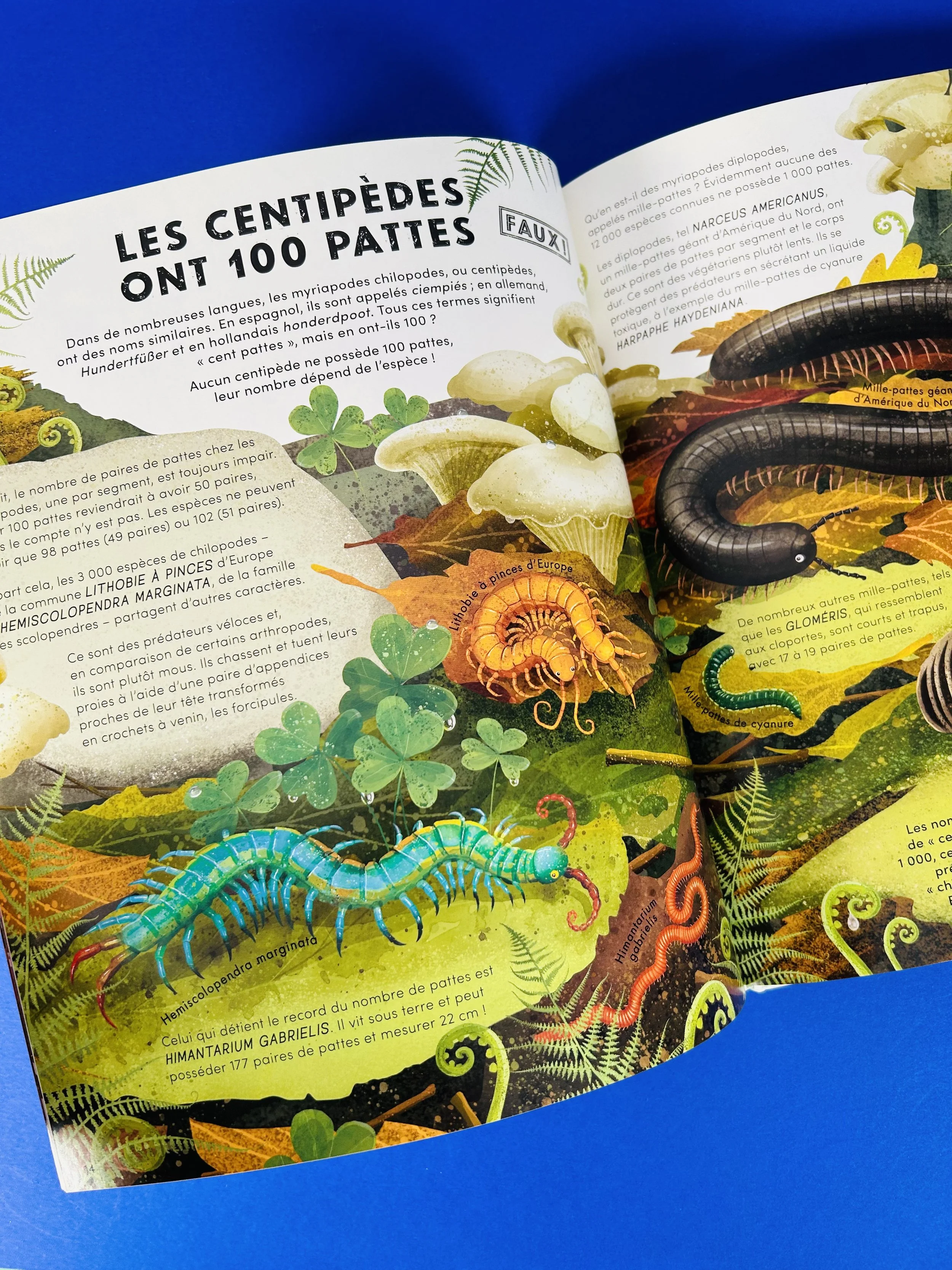 Replay kids_livre_tout savoir sur les petites bêtes_7.jpeg