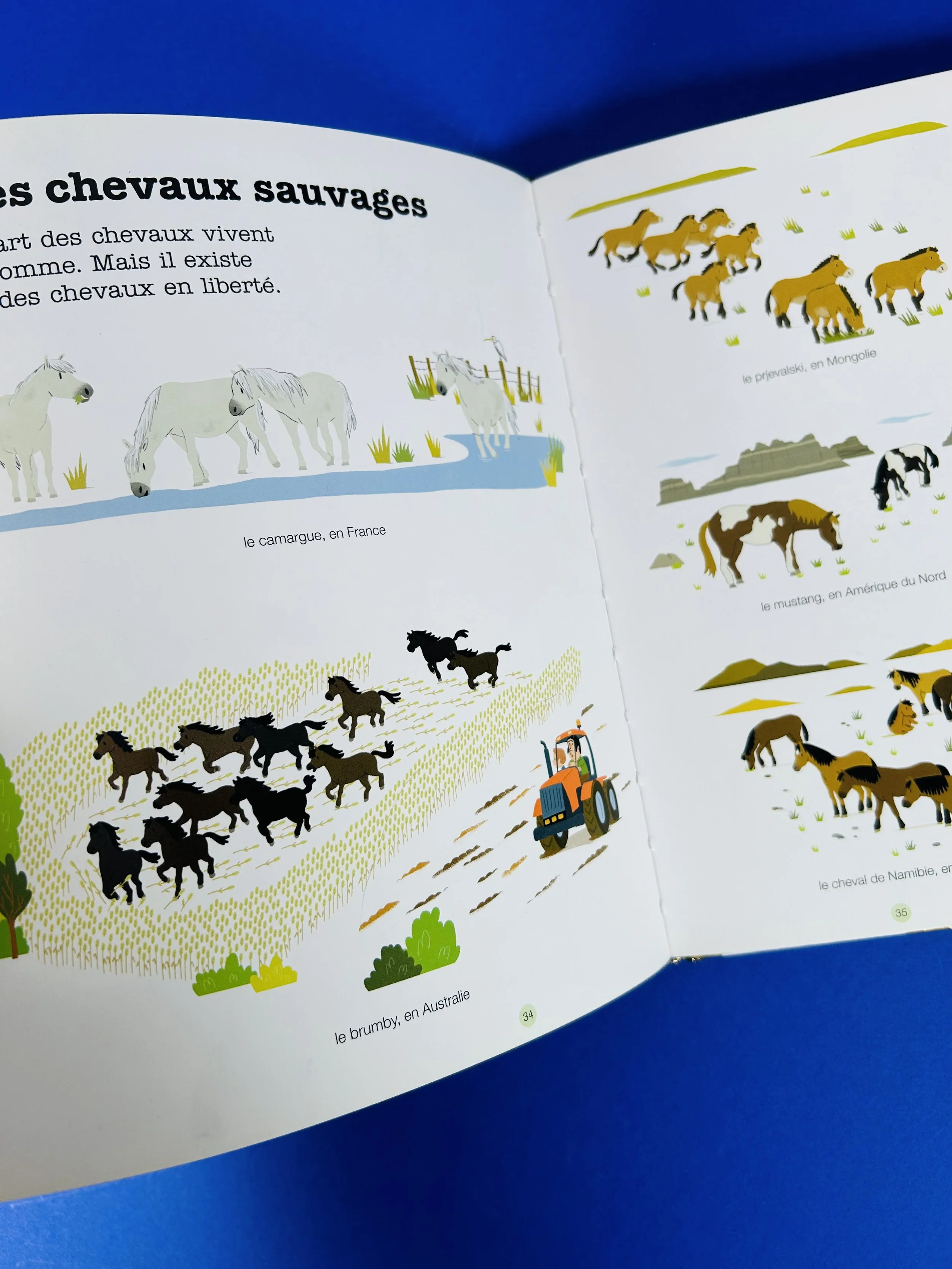 Replay kids_livre_poney et chevaux_6.jpeg