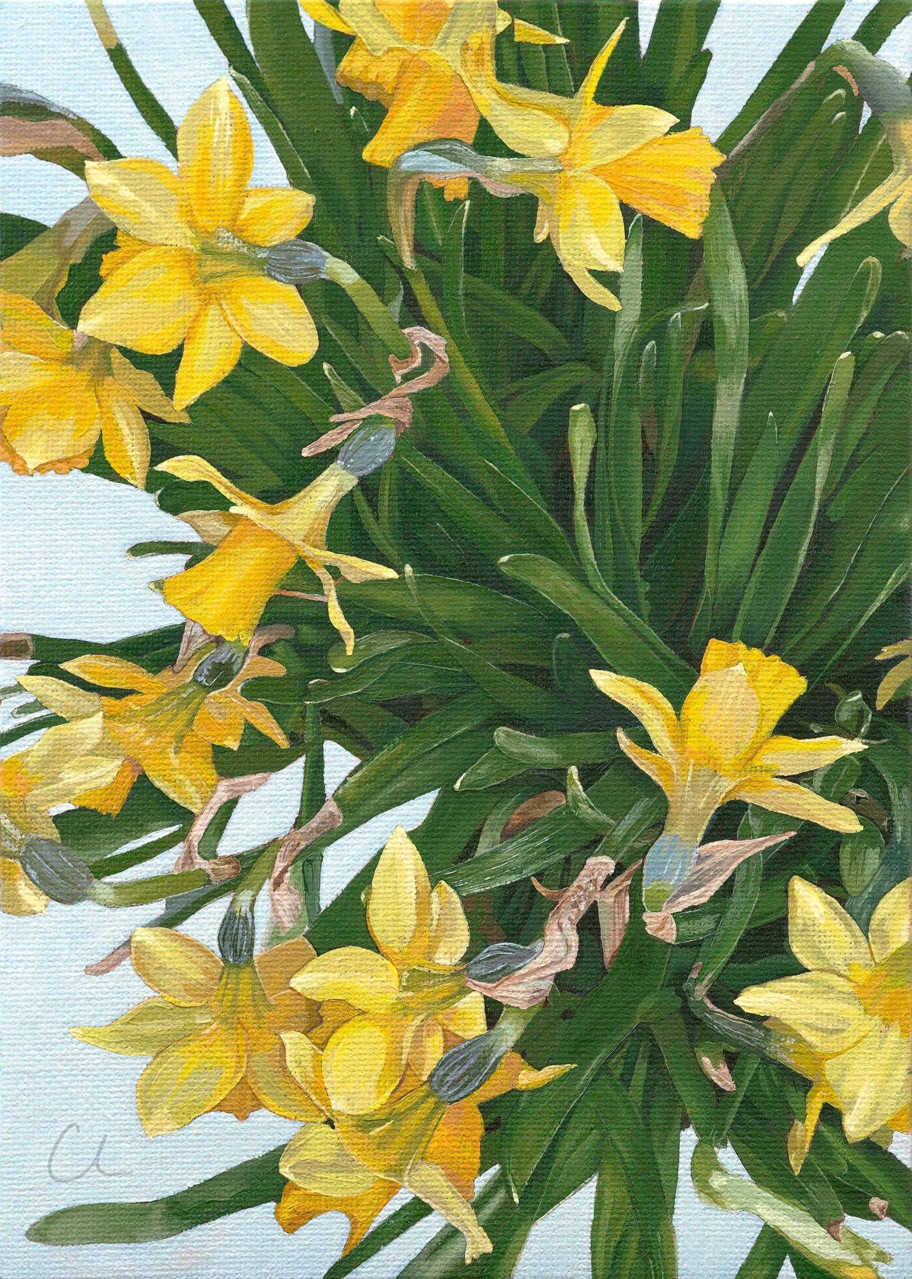 A painting of yellow daffodil flowers with green leaves against a light background.