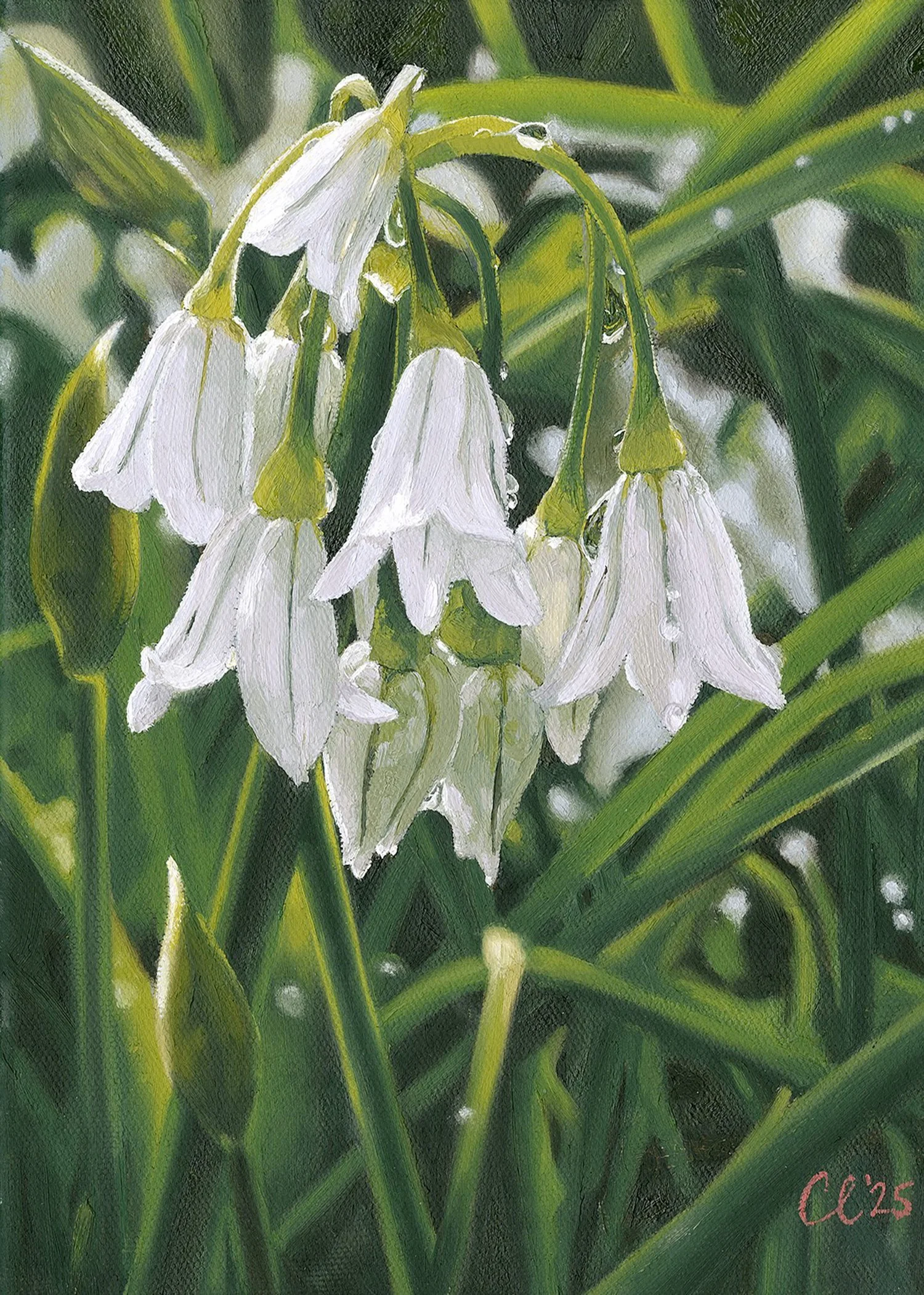 Close-up of white snowdrop flowers with droplets of water on petals and green leaves in the background.