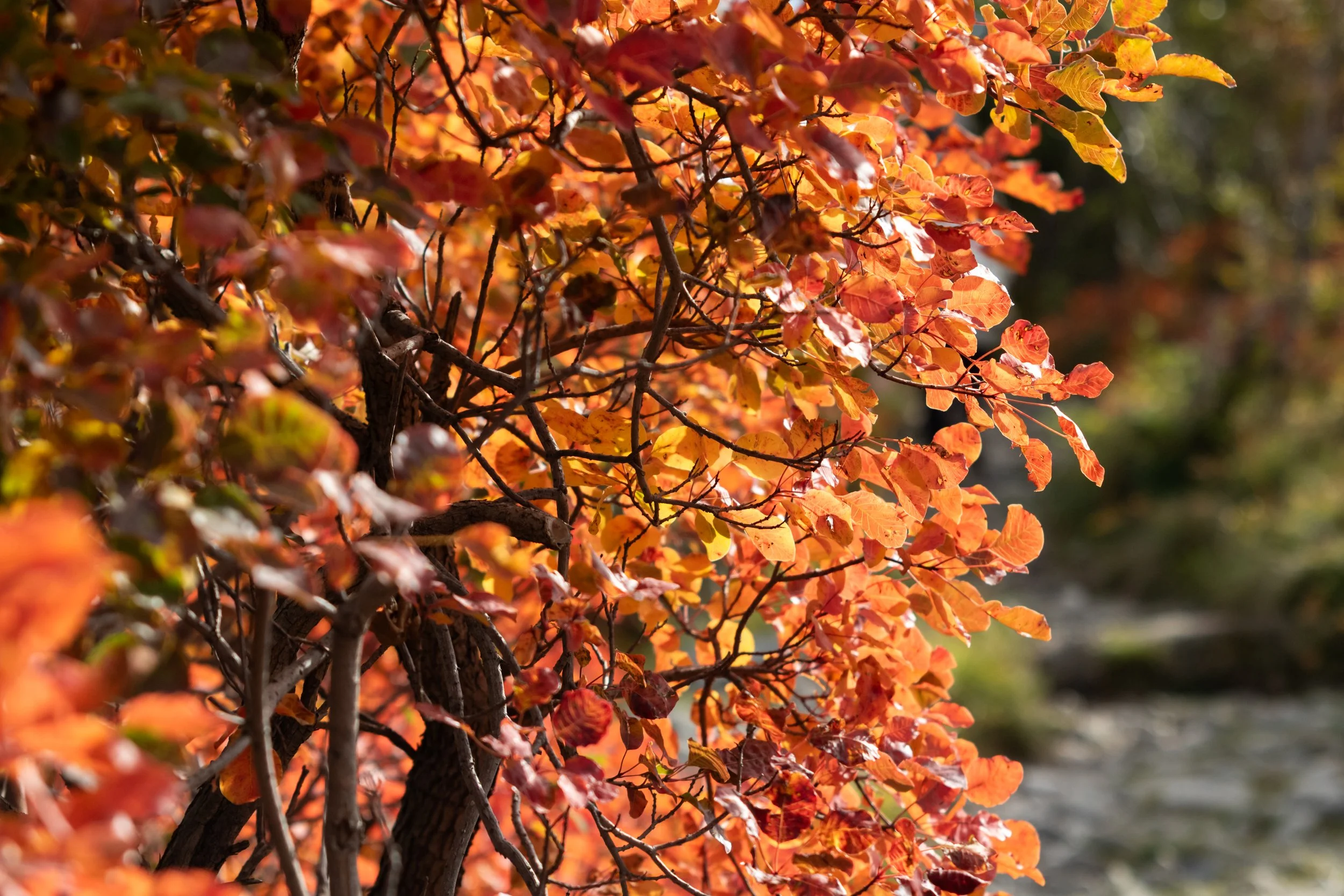 _MG_3570.jpg