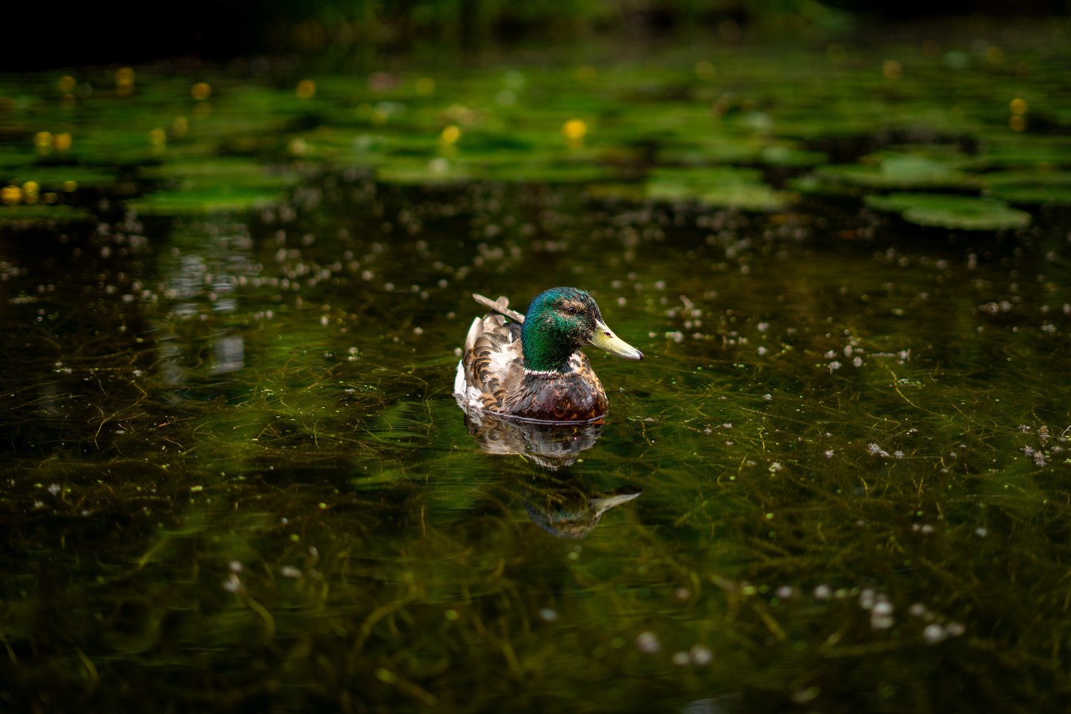 Duck+1.jpg