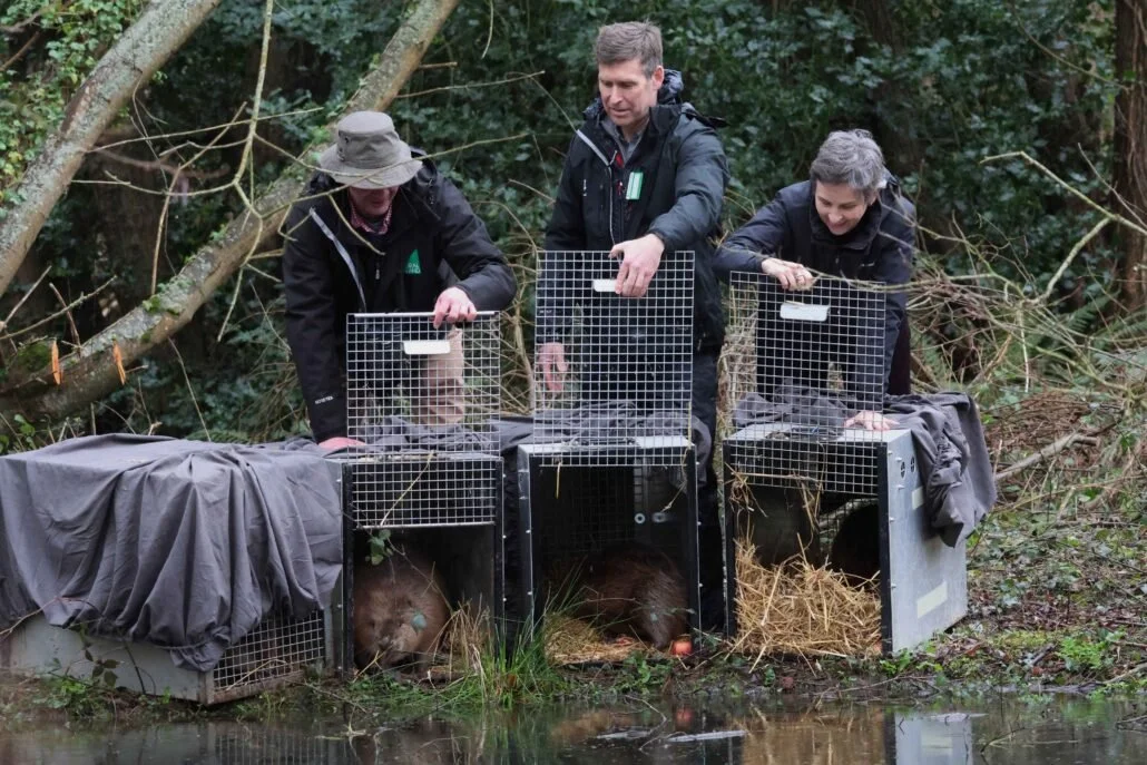 Second wild release of beavers is ‘dam’ good news