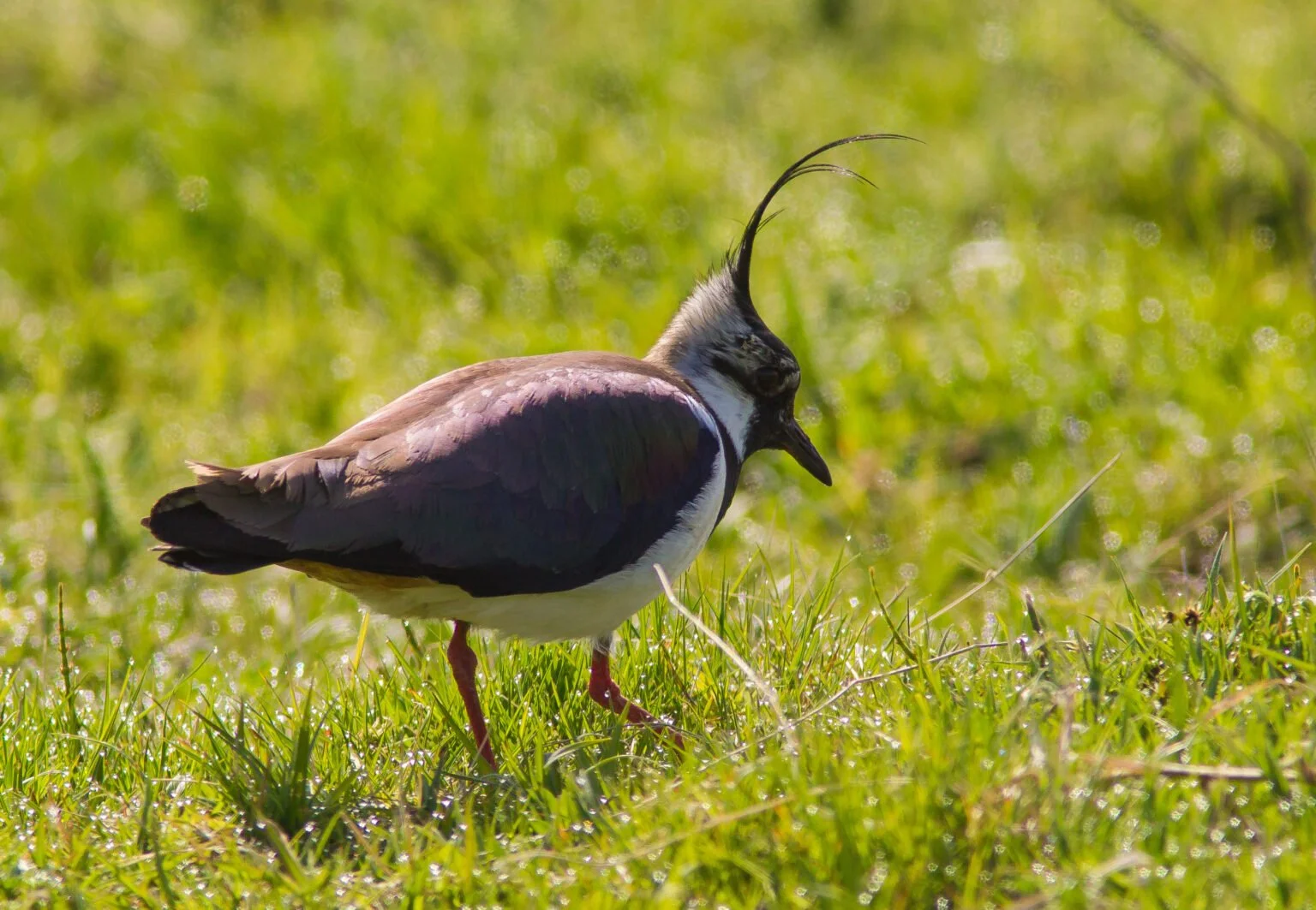 Record £60 million investment to help UK endangered species