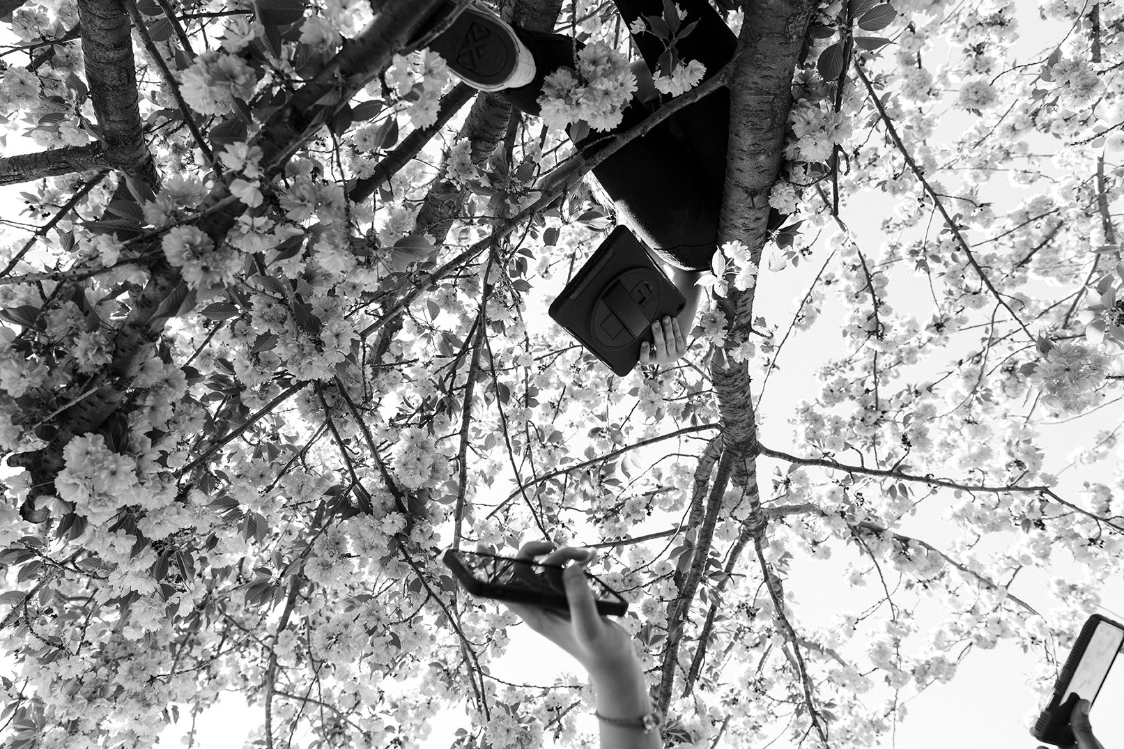 VZ_90911_13_NE_Bristol_PinkBlossoms_RGB_v2_72dpi.jpg
