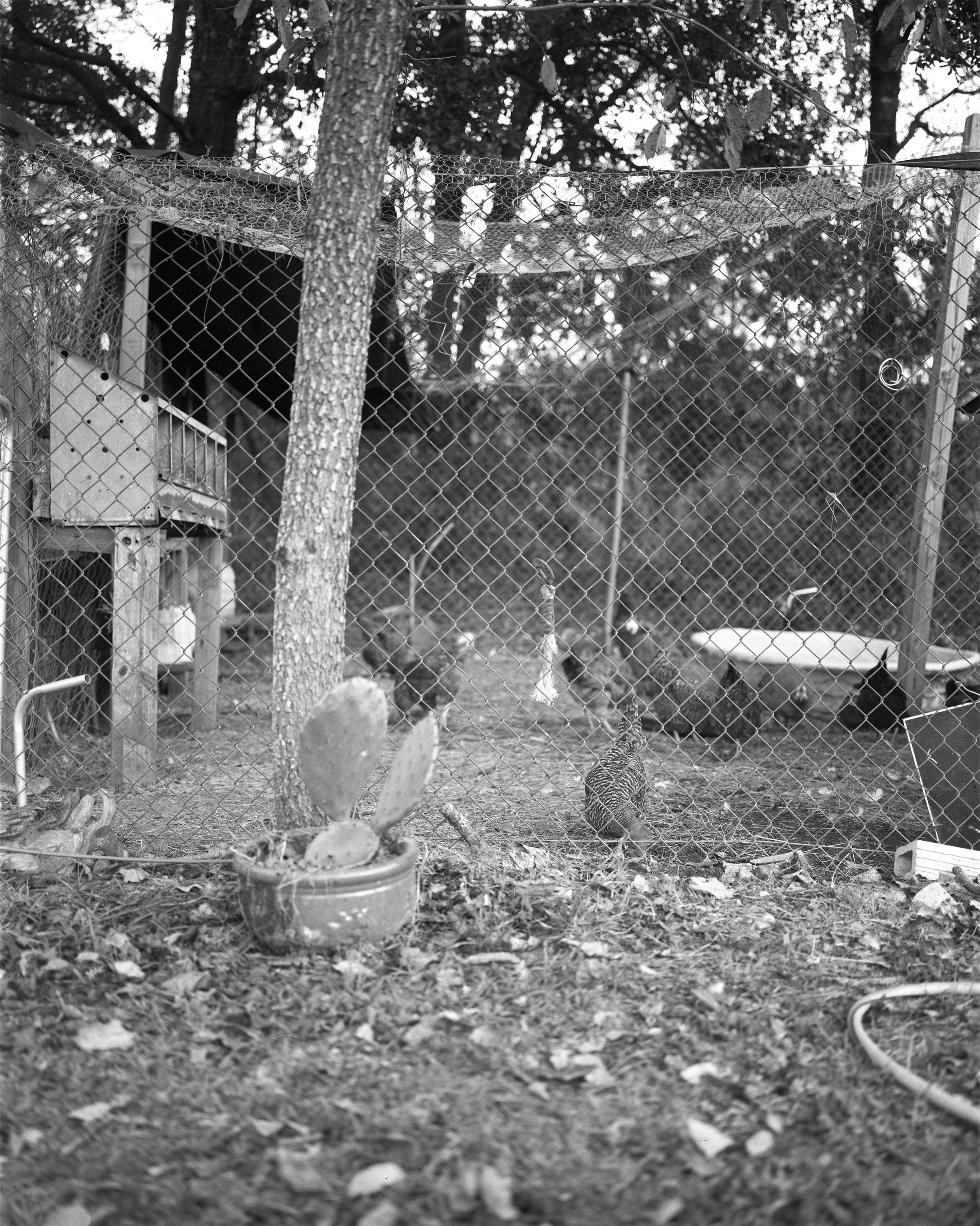 CalderonVargas_4x5_08.jpg