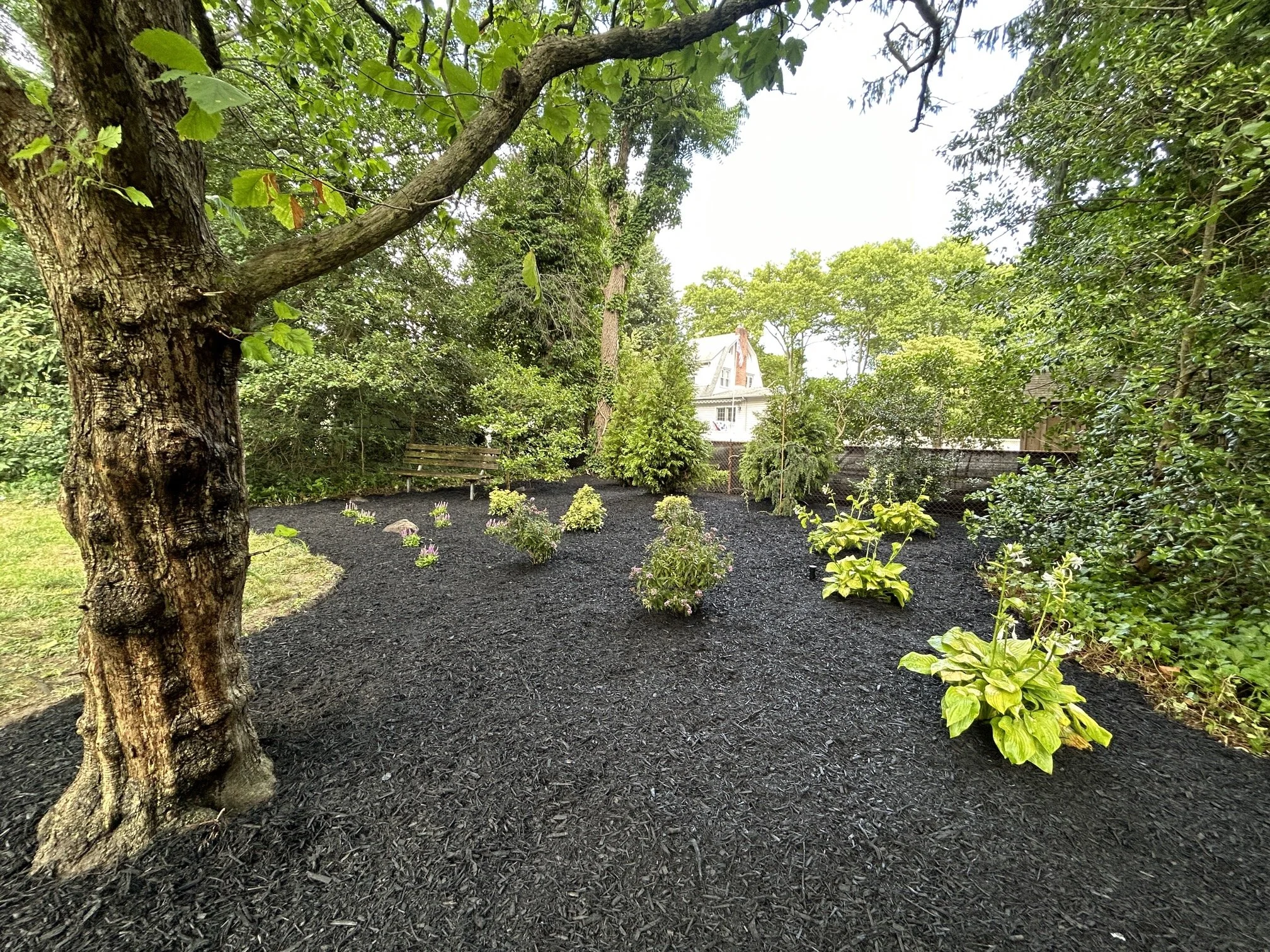 A garden with a large tree on the left, black mulch covering the ground, and small bushes and trees in the background, with a house visible beyond the greenery.