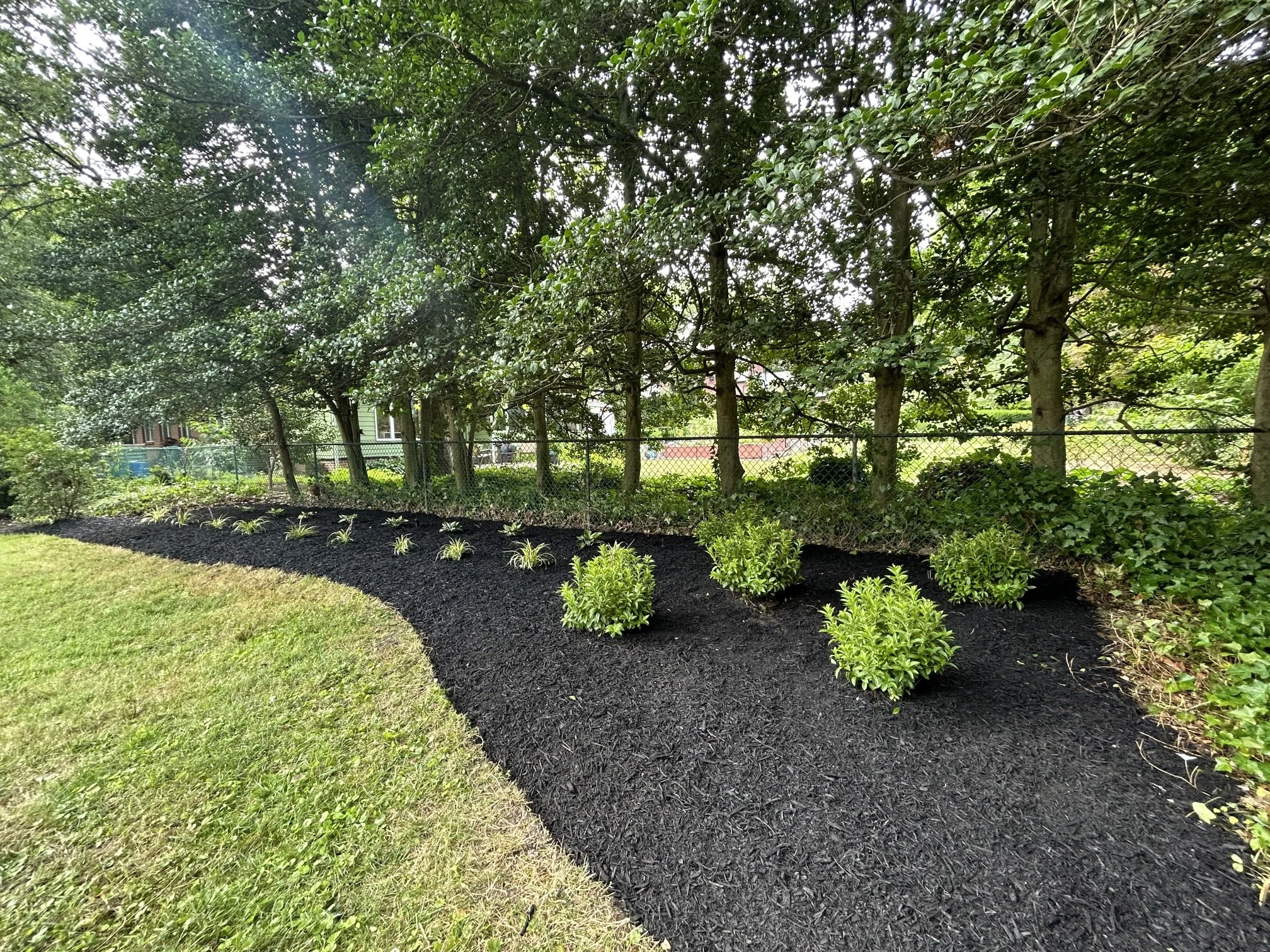 A well-maintained garden with small bushes and plantings on black mulch, bordered by a curved grassy lawn, with a background of trees and a fence.