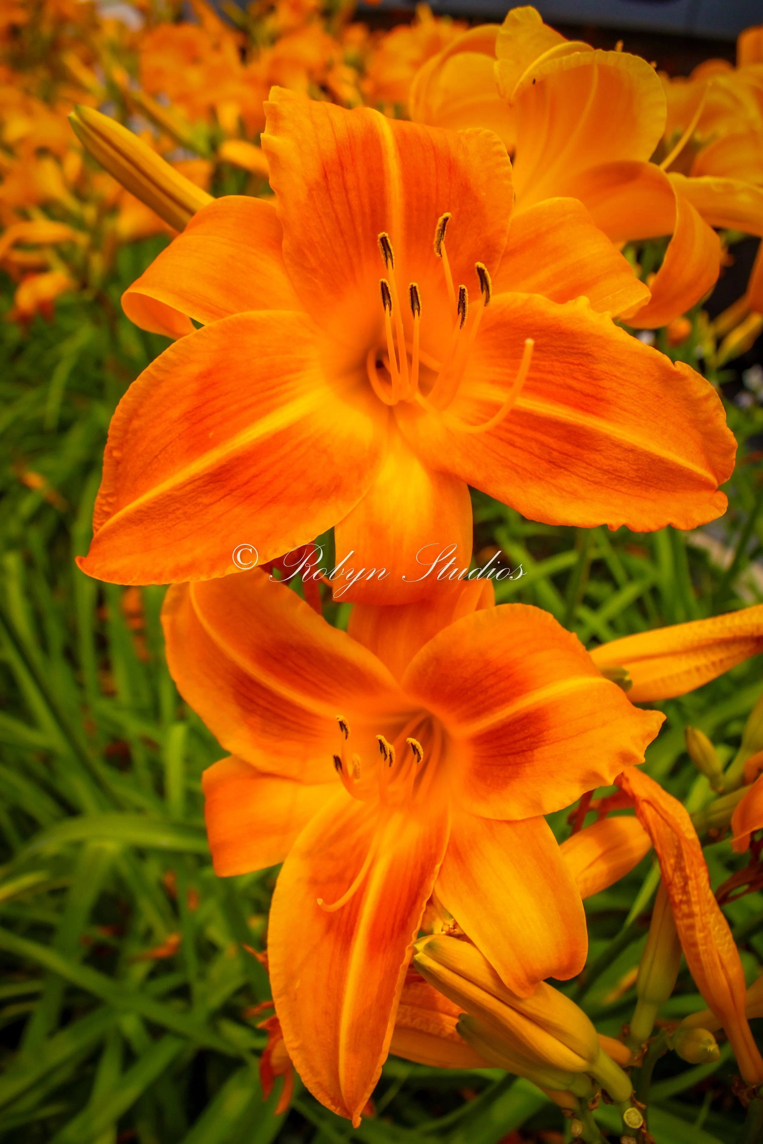Lilies of the Day